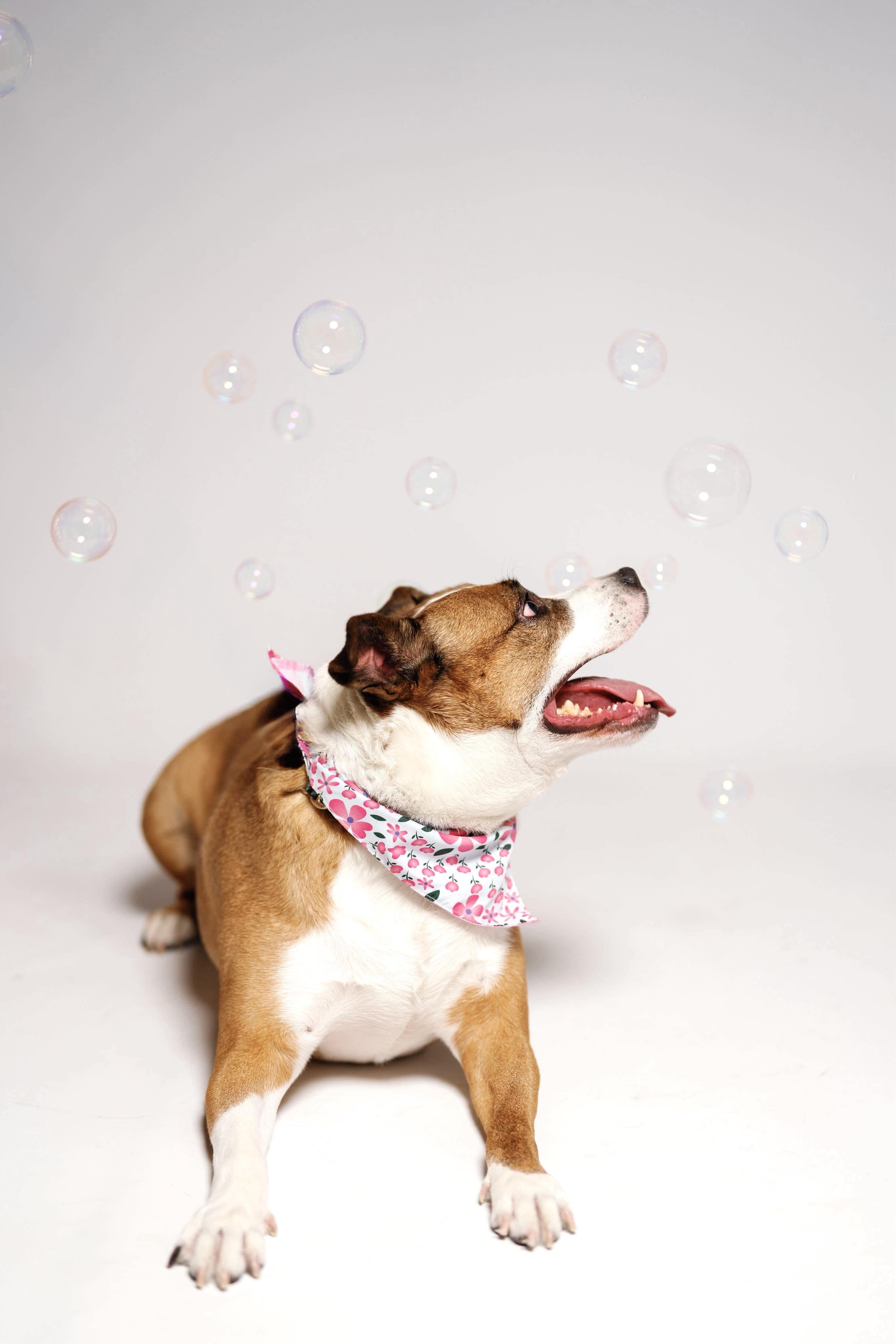 Enlarge Suzie, a Adoptable mixed breed in biddeford , ME image 4/5
