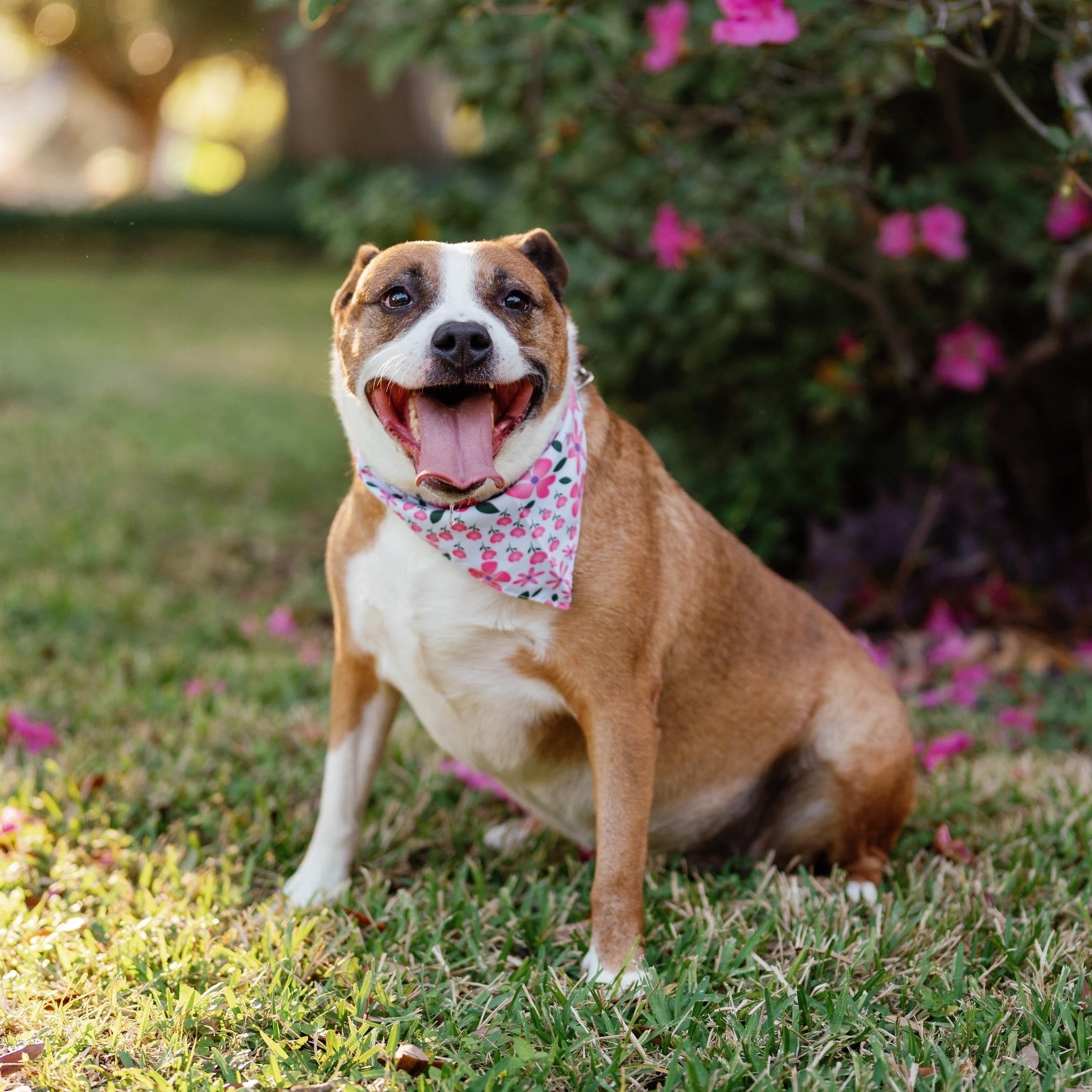 Enlarge Suzie, a Adoptable mixed breed in biddeford , ME image 2/5
