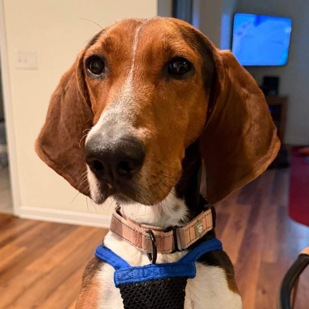 Enlarge Dee Dee, a Adoptable Treeing Walker Coonhound in Harrisonburg, VA image 2/6