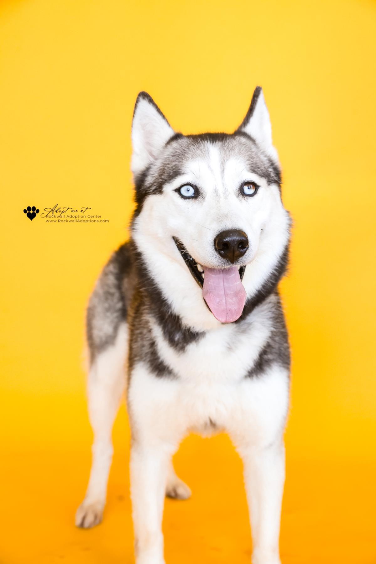 Enlarge Dakota, a Adoptable Husky in Rockwall, TX image 1/3