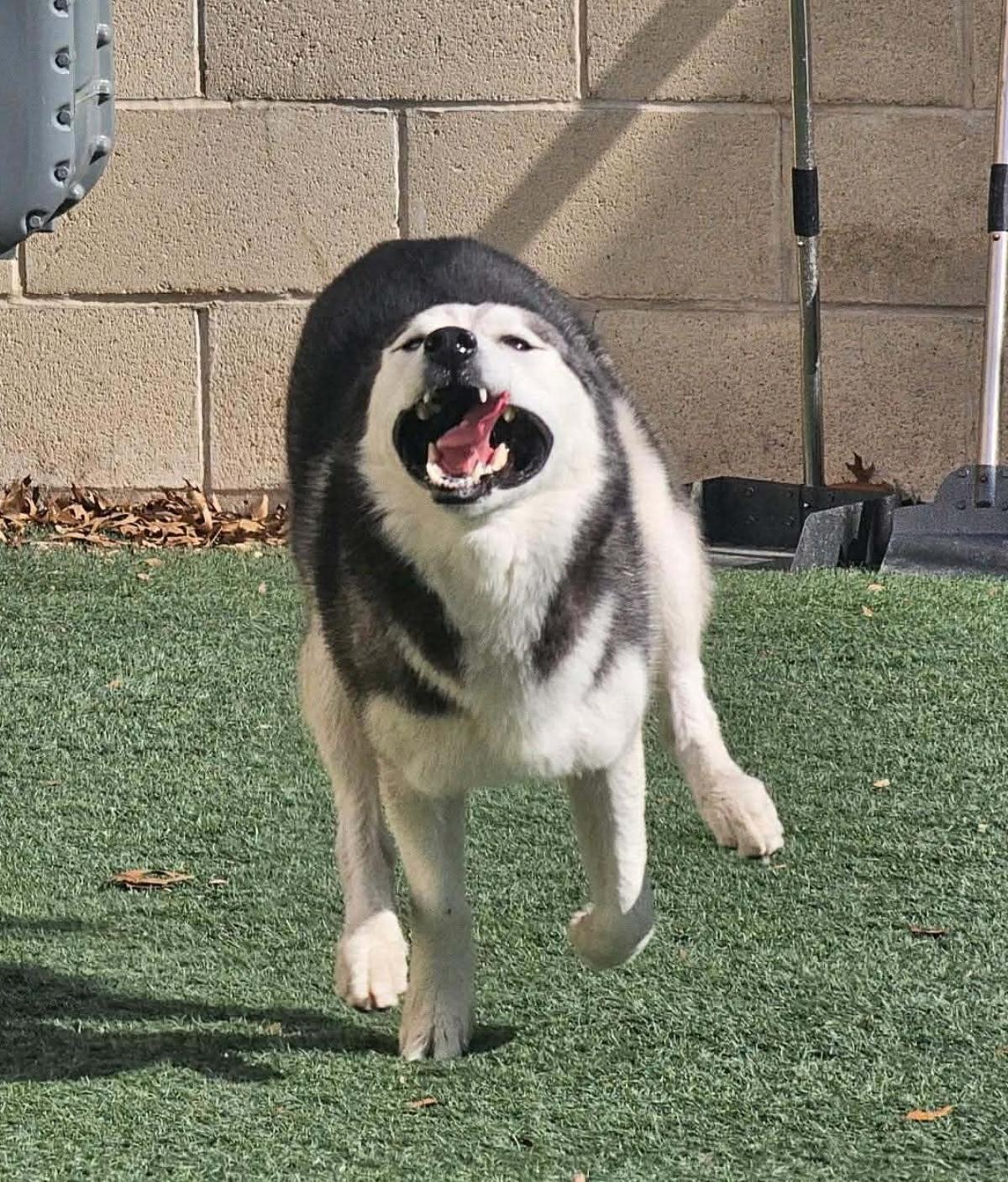 Enlarge Dakota, a Adoptable Husky in Rockwall, TX image 2/3