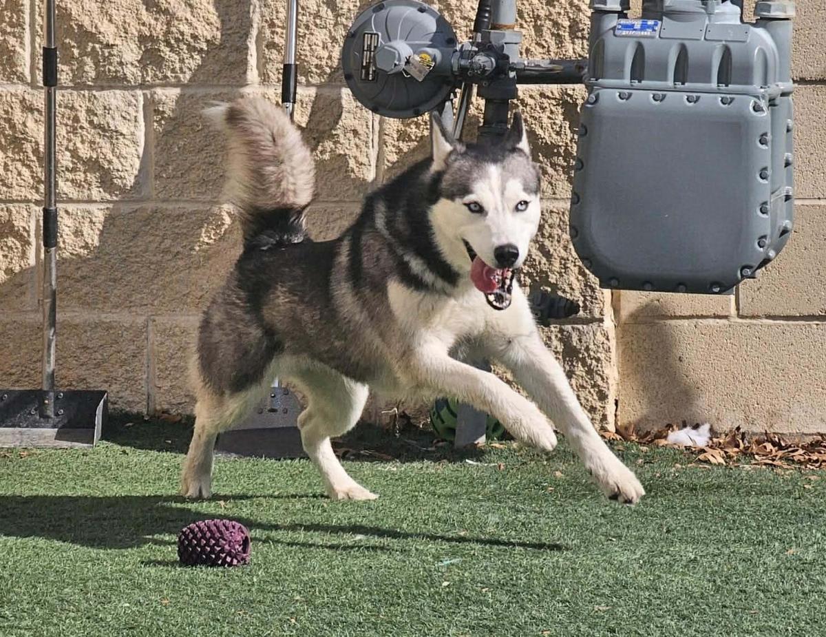 Enlarge Dakota, a Adoptable Husky in Rockwall, TX image 3/3