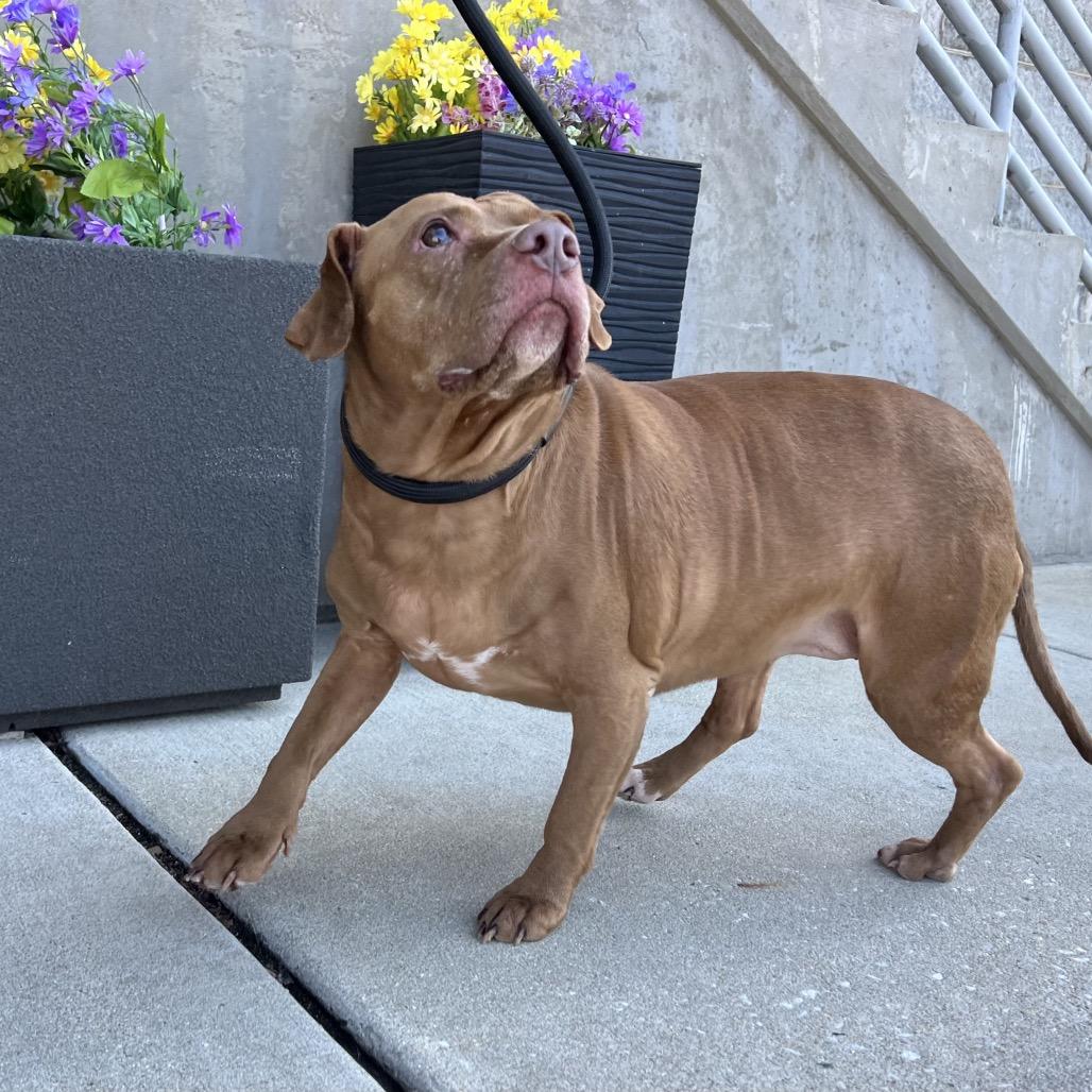 Enlarge Starki, a Adoptable mixed breed in Parkton, MD image 1/6