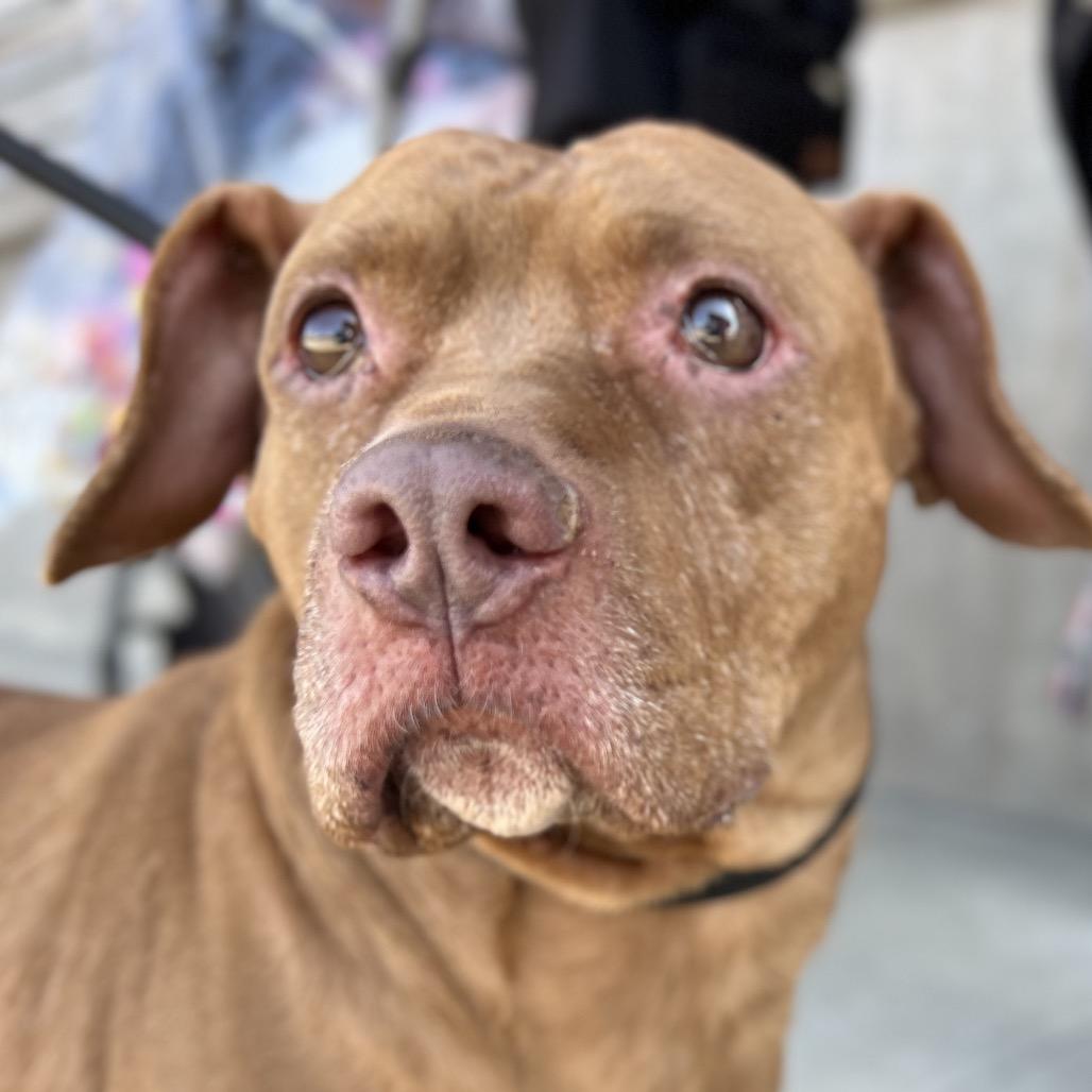 Enlarge Starki, a Adoptable mixed breed in Parkton, MD image 3/6