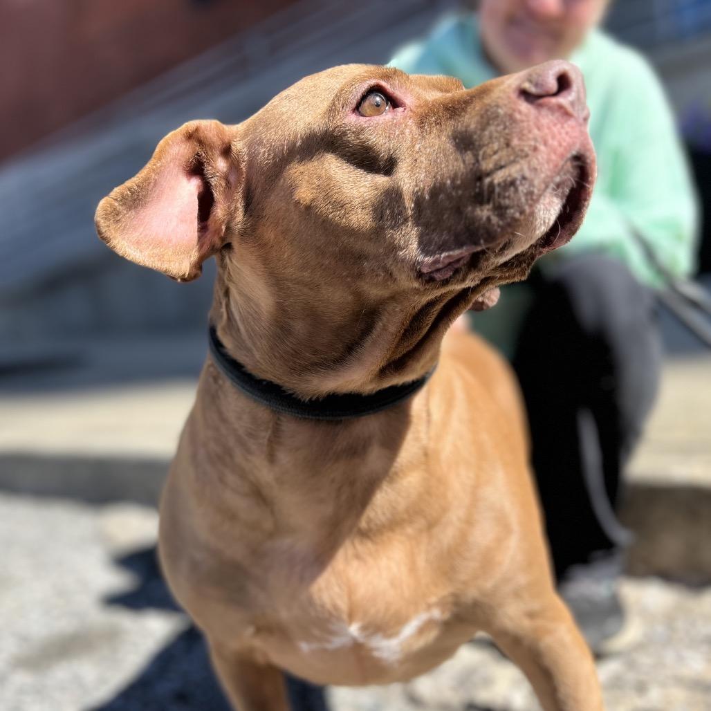 Enlarge Starki, a Adoptable mixed breed in Parkton, MD image 4/6