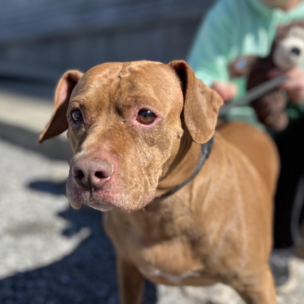 Enlarge Starki, a Adoptable mixed breed in Parkton, MD image 5/6