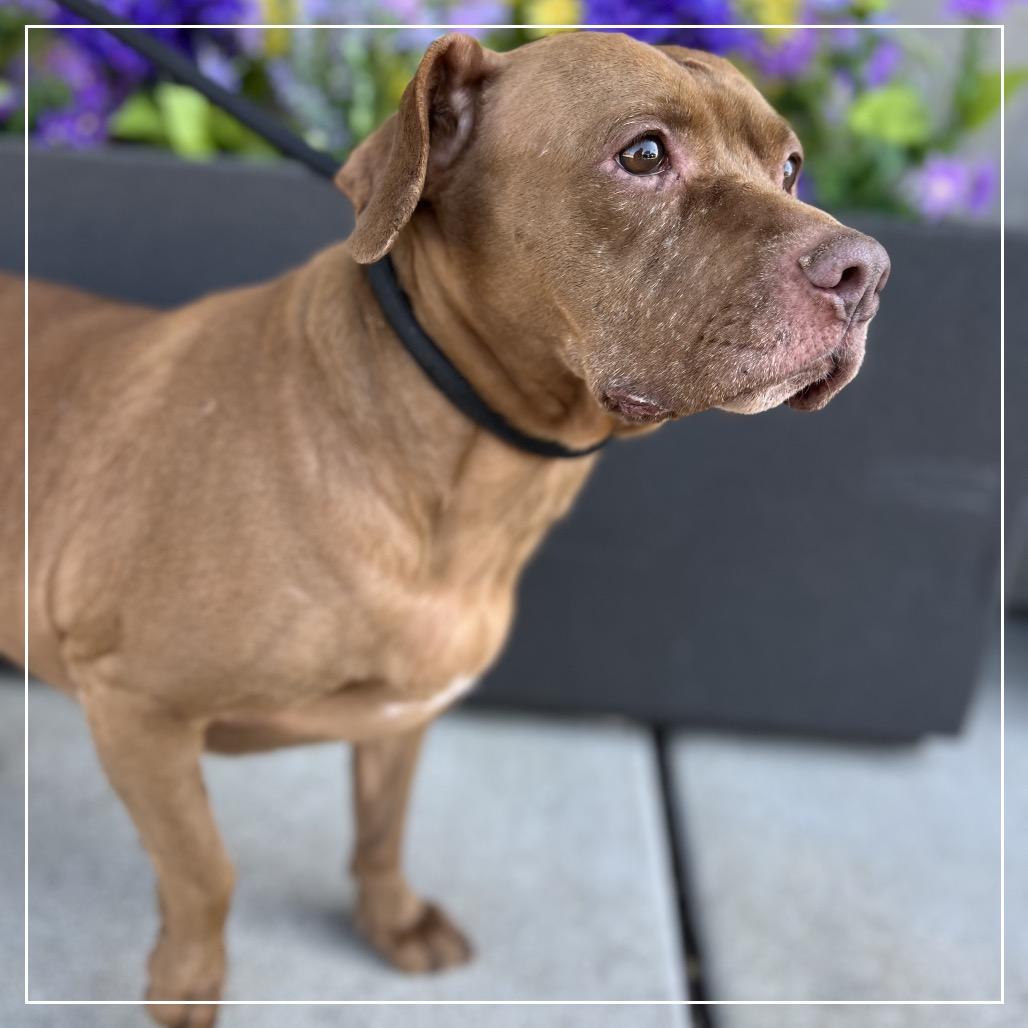 Enlarge Starki, a Adoptable mixed breed in Parkton, MD image 6/6