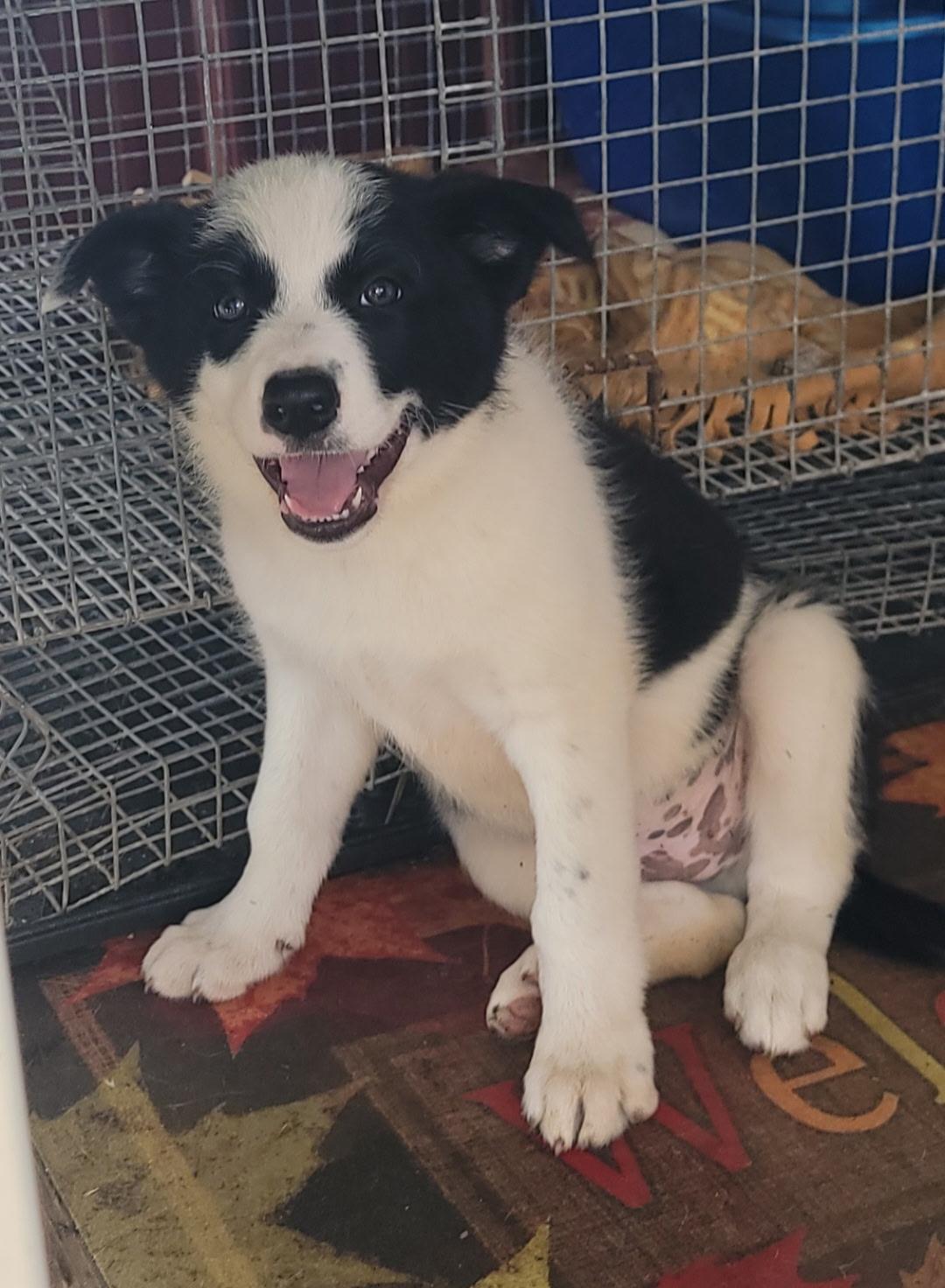 Jackson, ADOPTABLE, Puppy Male Border Collie & Cattle Dog.