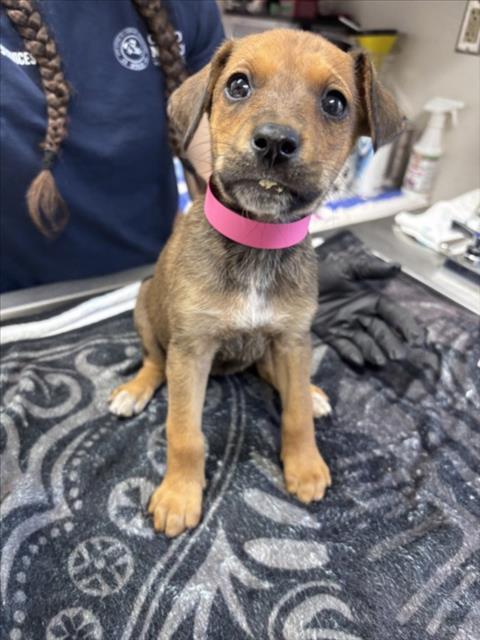 Enlarge ARCEE, a Adoptable mixed breed in Norco, CA image 1/1