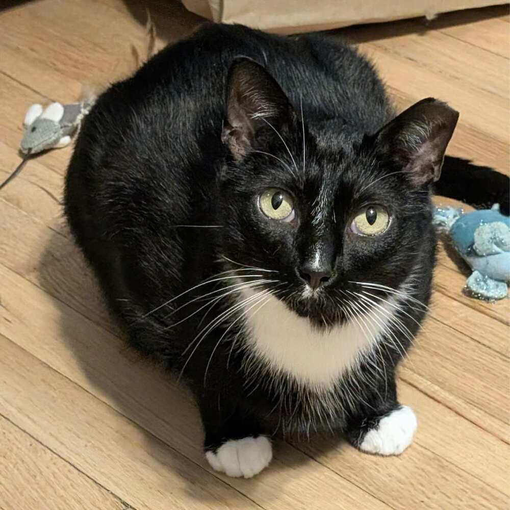 Enlarge Tuxedo, a Adoptable Domestic Short Hair in Raleigh, NC image 1/6