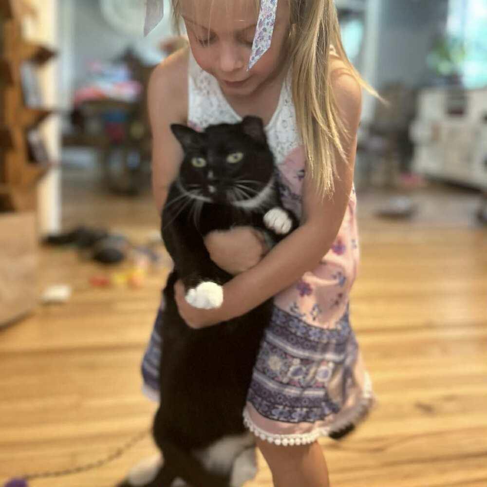 Enlarge Tuxedo, a Adoptable Domestic Short Hair in Raleigh, NC image 2/6