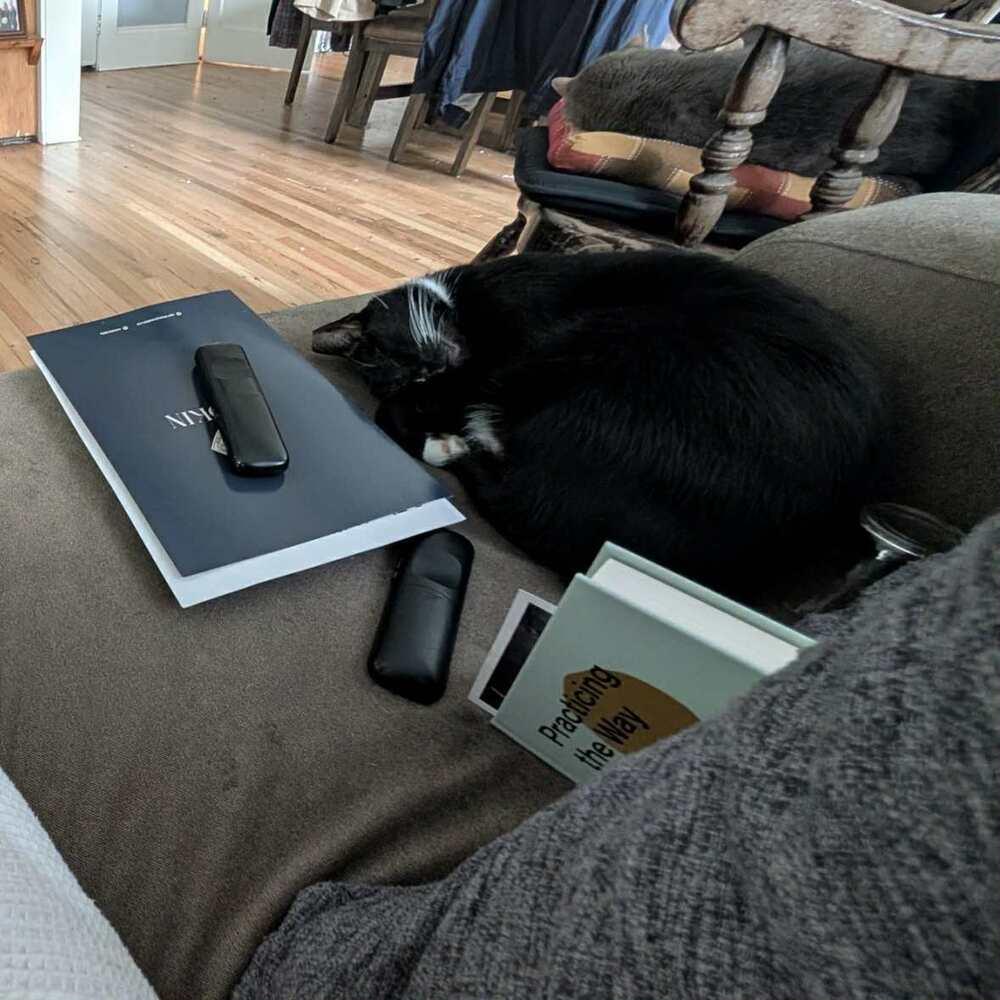 Enlarge Tuxedo, a Adoptable Domestic Short Hair in Raleigh, NC image 3/6