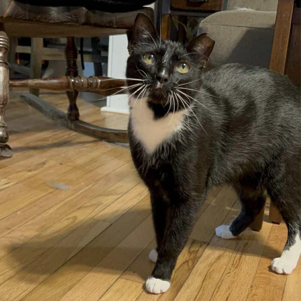 Enlarge Tuxedo, a Adoptable Domestic Short Hair in Raleigh, NC image 4/6