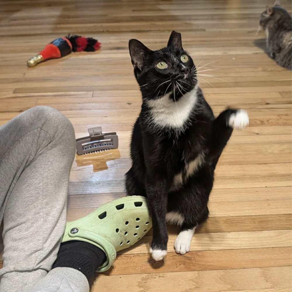 Enlarge Tuxedo, a Adoptable Domestic Short Hair in Raleigh, NC image 5/6