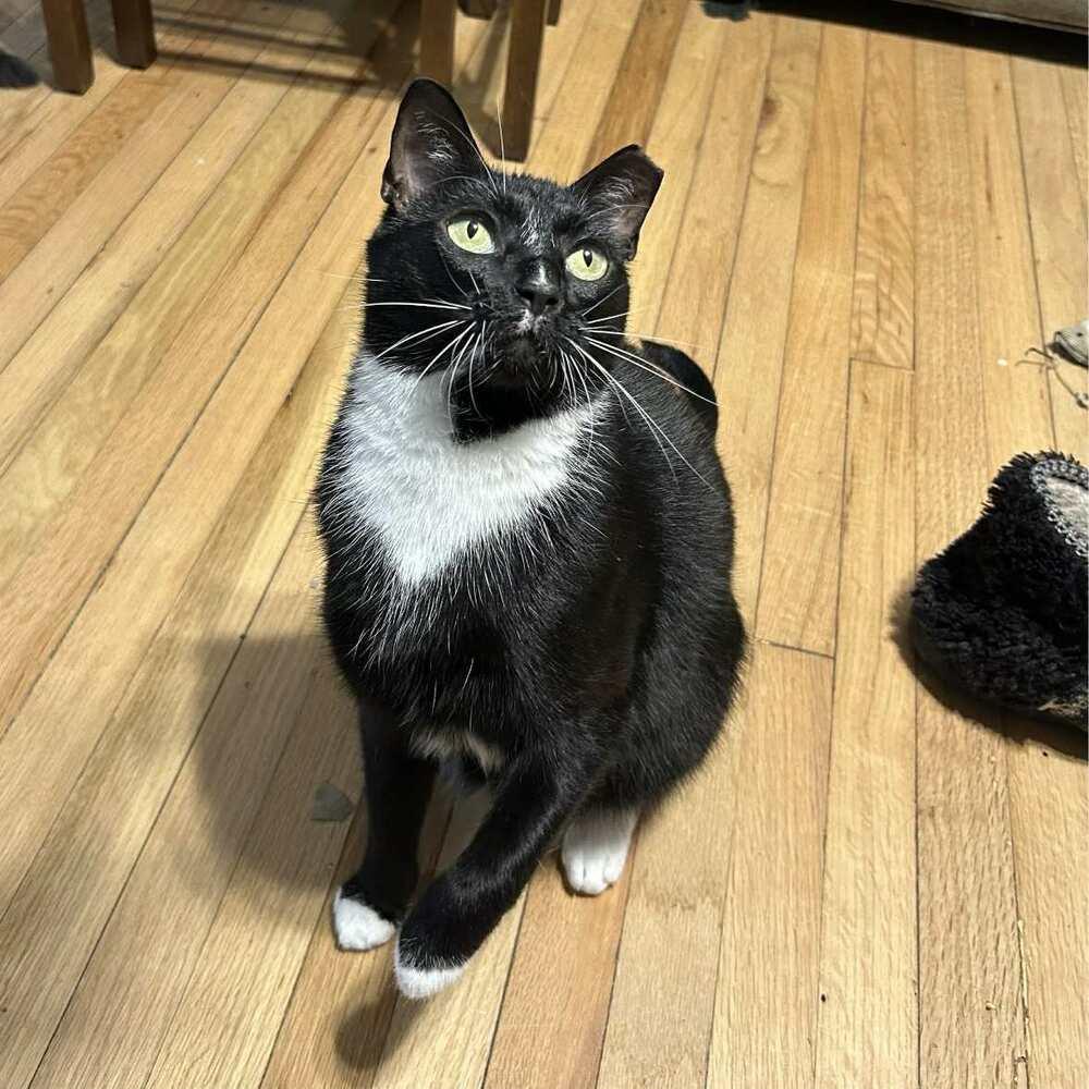 Enlarge Tuxedo, a Adoptable Domestic Short Hair in Raleigh, NC image 6/6