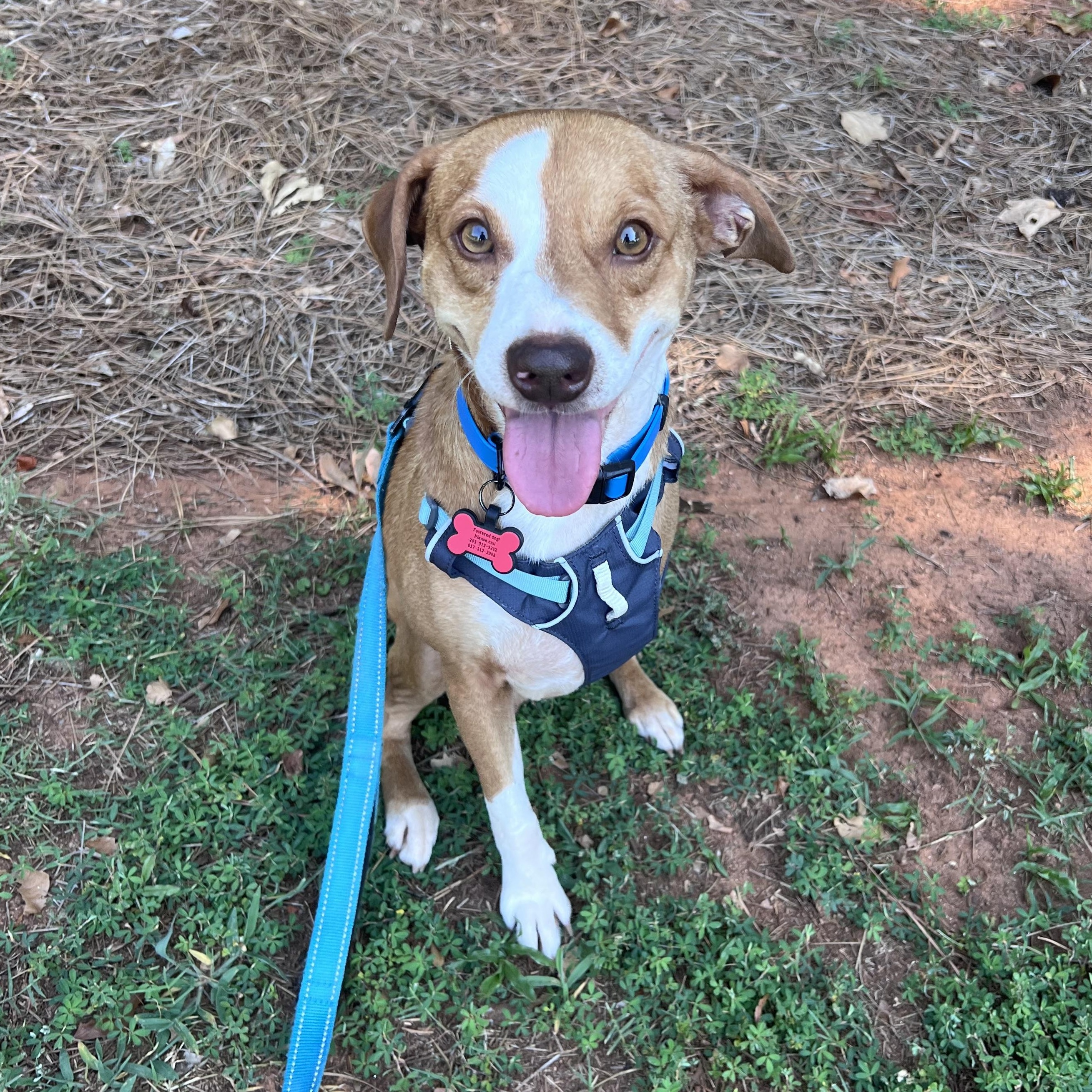 Barnes, a Adopted mixed breed in ALPHARETTA, GA image 4/6