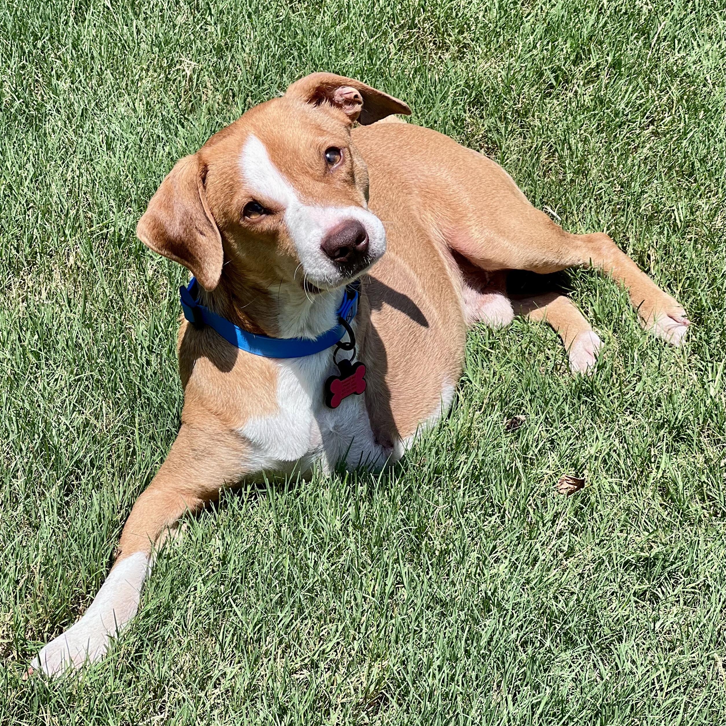 Barnes, a Adopted mixed breed in ALPHARETTA, GA image 5/6