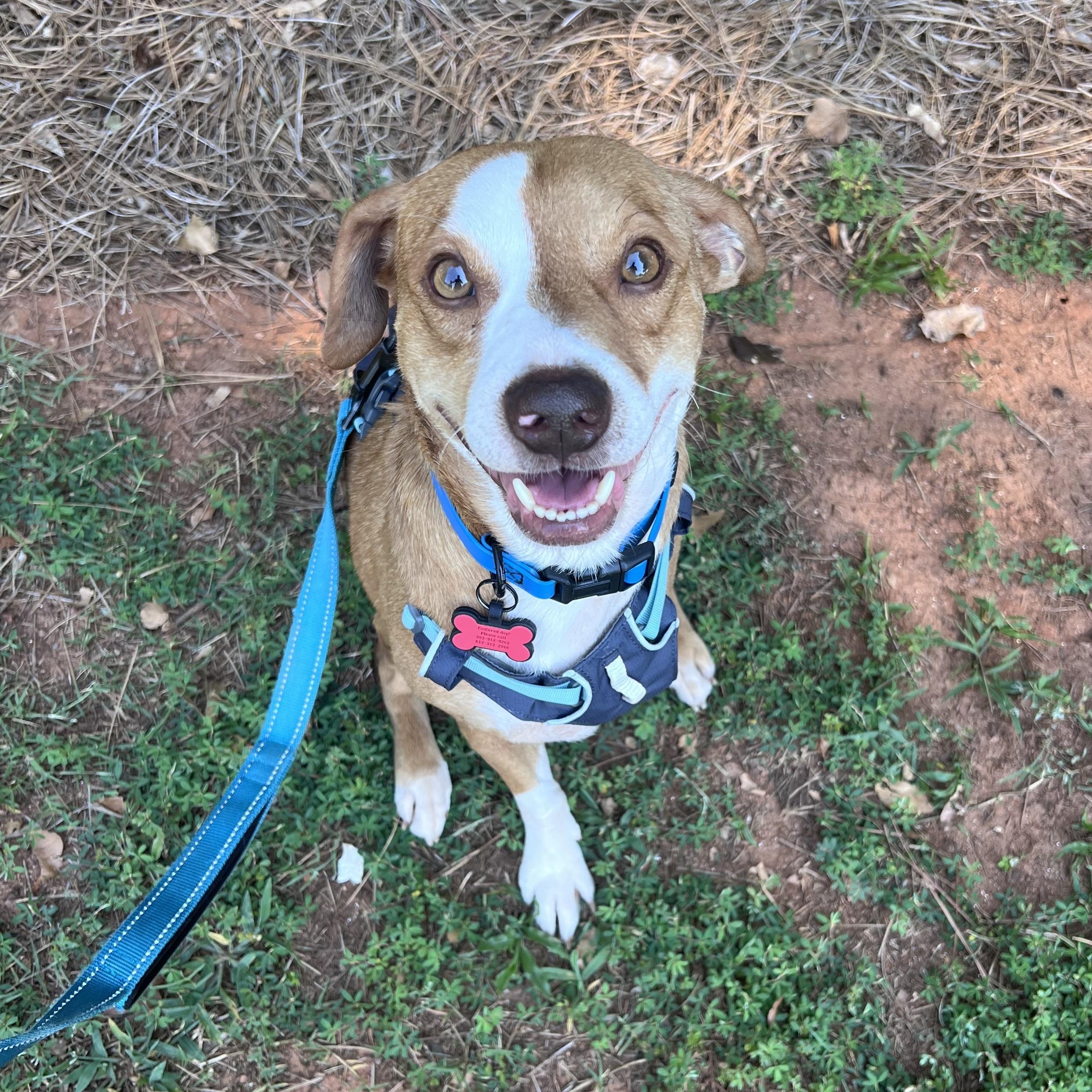 Barnes, a Adopted mixed breed in ALPHARETTA, GA image 6/6