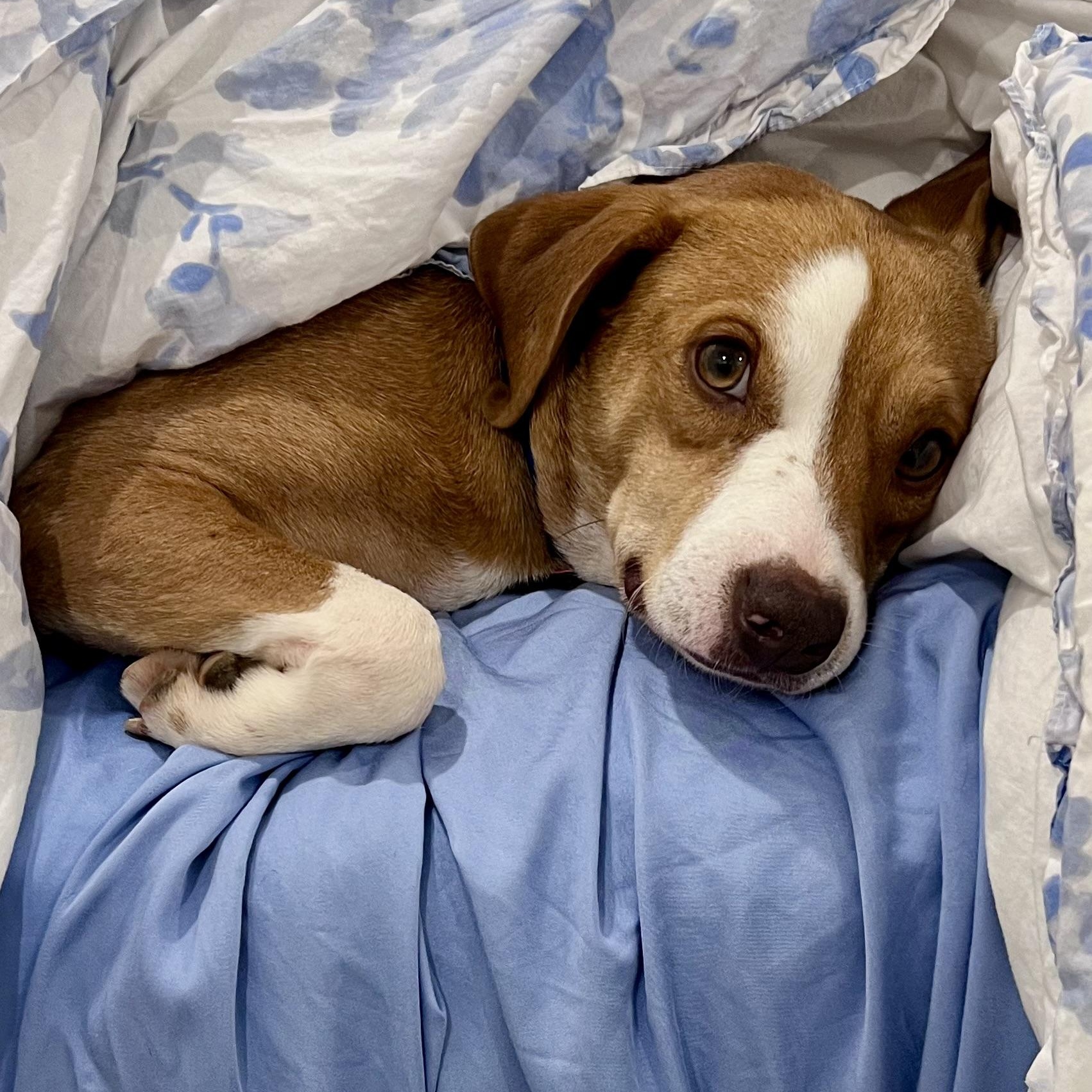 Barnes, a Adopted mixed breed in ALPHARETTA, GA image 2/6