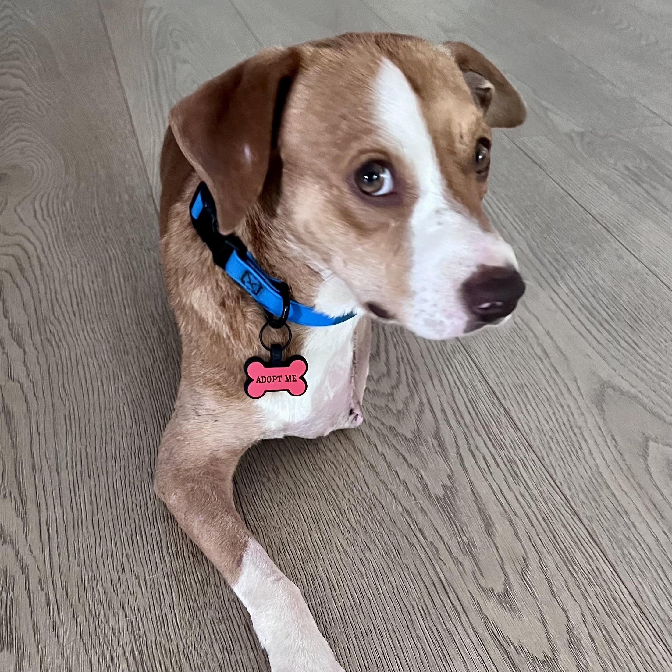 Barnes, Adopted, Young Male Beagle & Terrier.