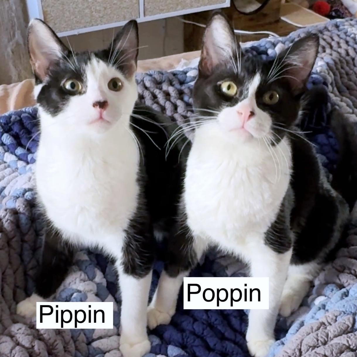 Pippin & Poppin 1