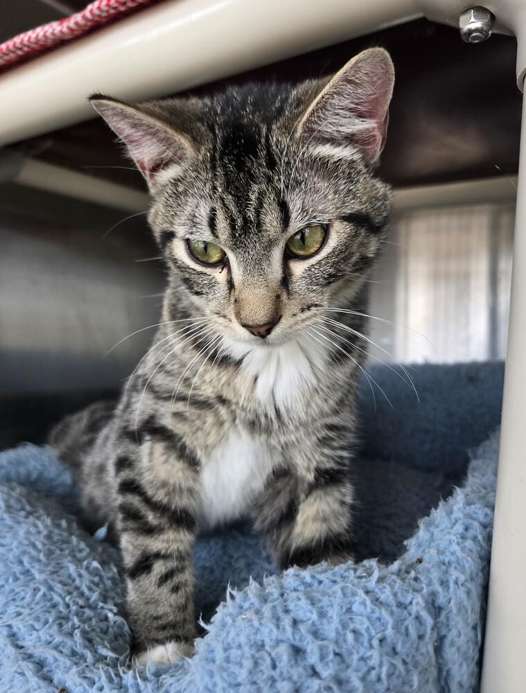 Enlarge Prince, a Adoptable mixed breed in Wellington, KS image 1/4