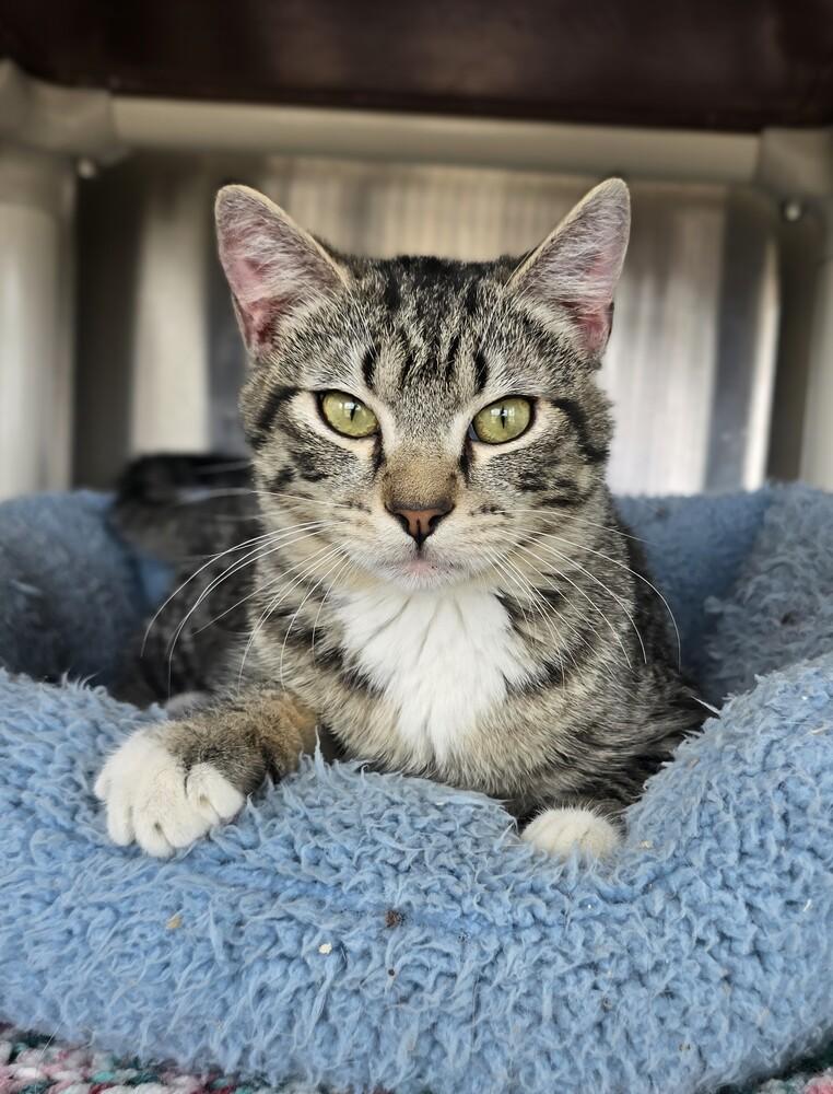 Enlarge Prince, a Adoptable mixed breed in Wellington, KS image 2/4