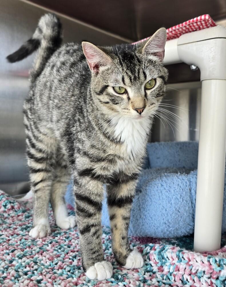 Enlarge Prince, a Adoptable mixed breed in Wellington, KS image 4/4