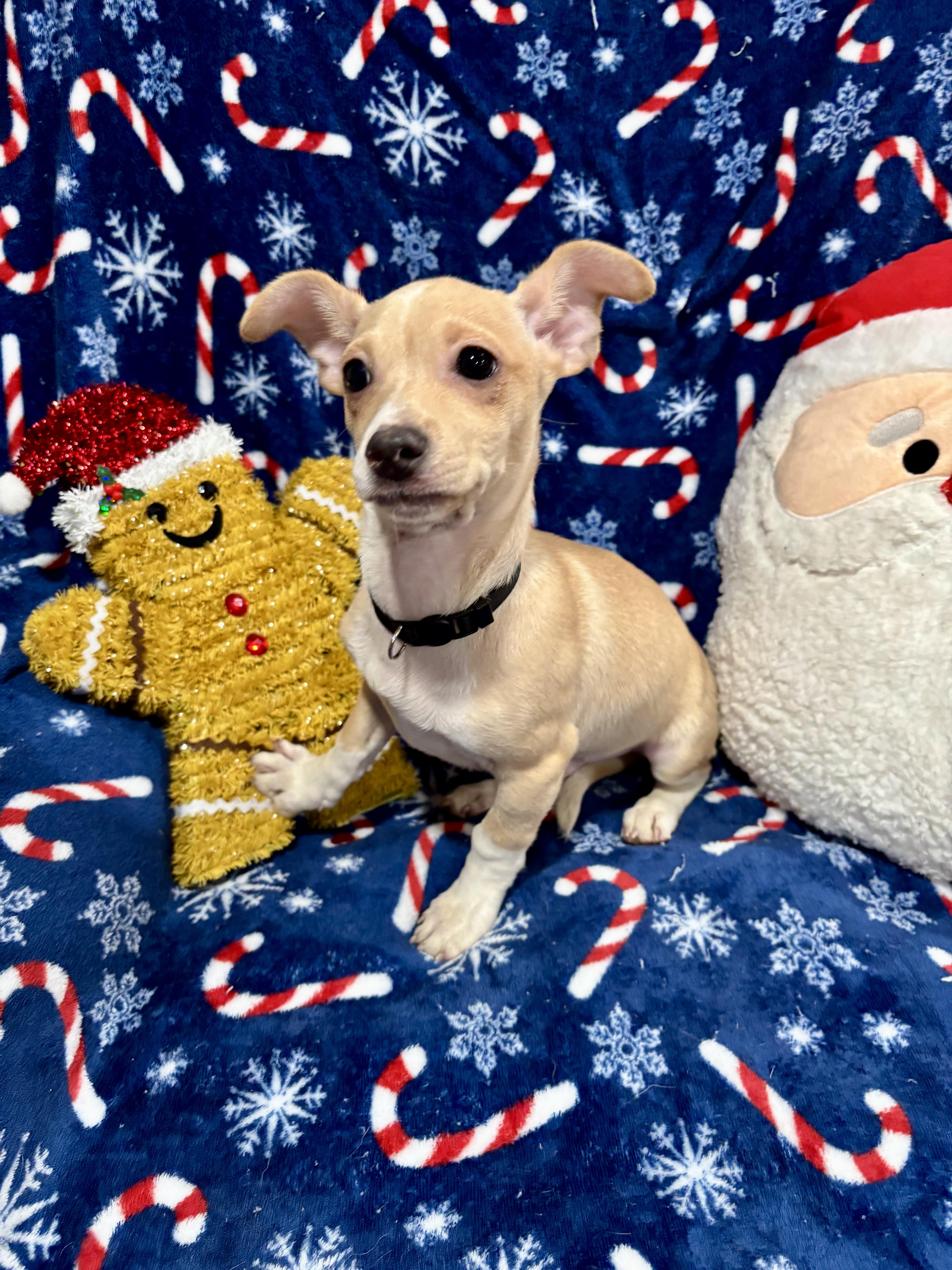 Buddy, a Adoptable mixed breed in Foster, OR image 1/5