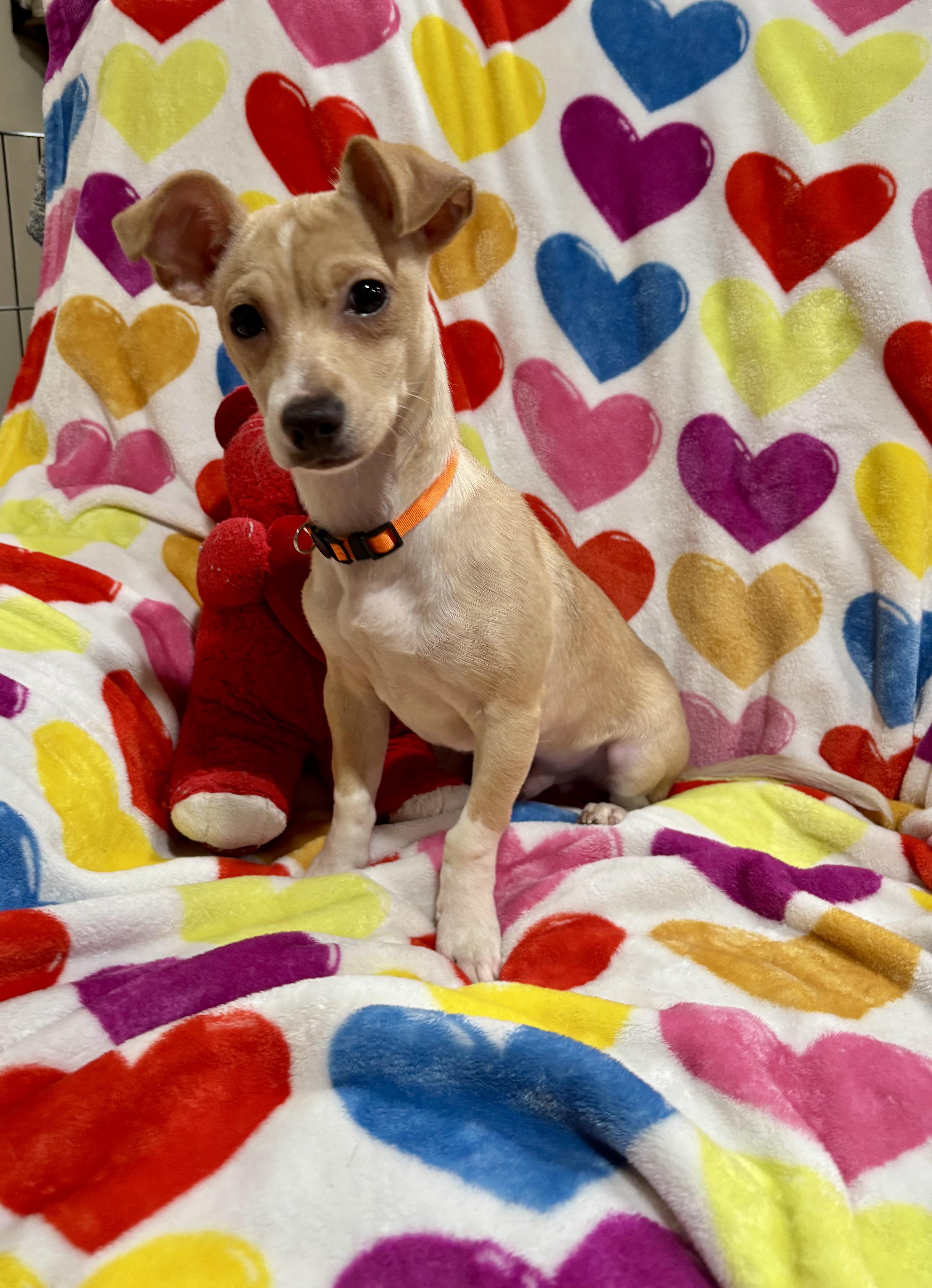 Enlarge Buddy, a Adoptable mixed breed in Foster, OR image 6/6