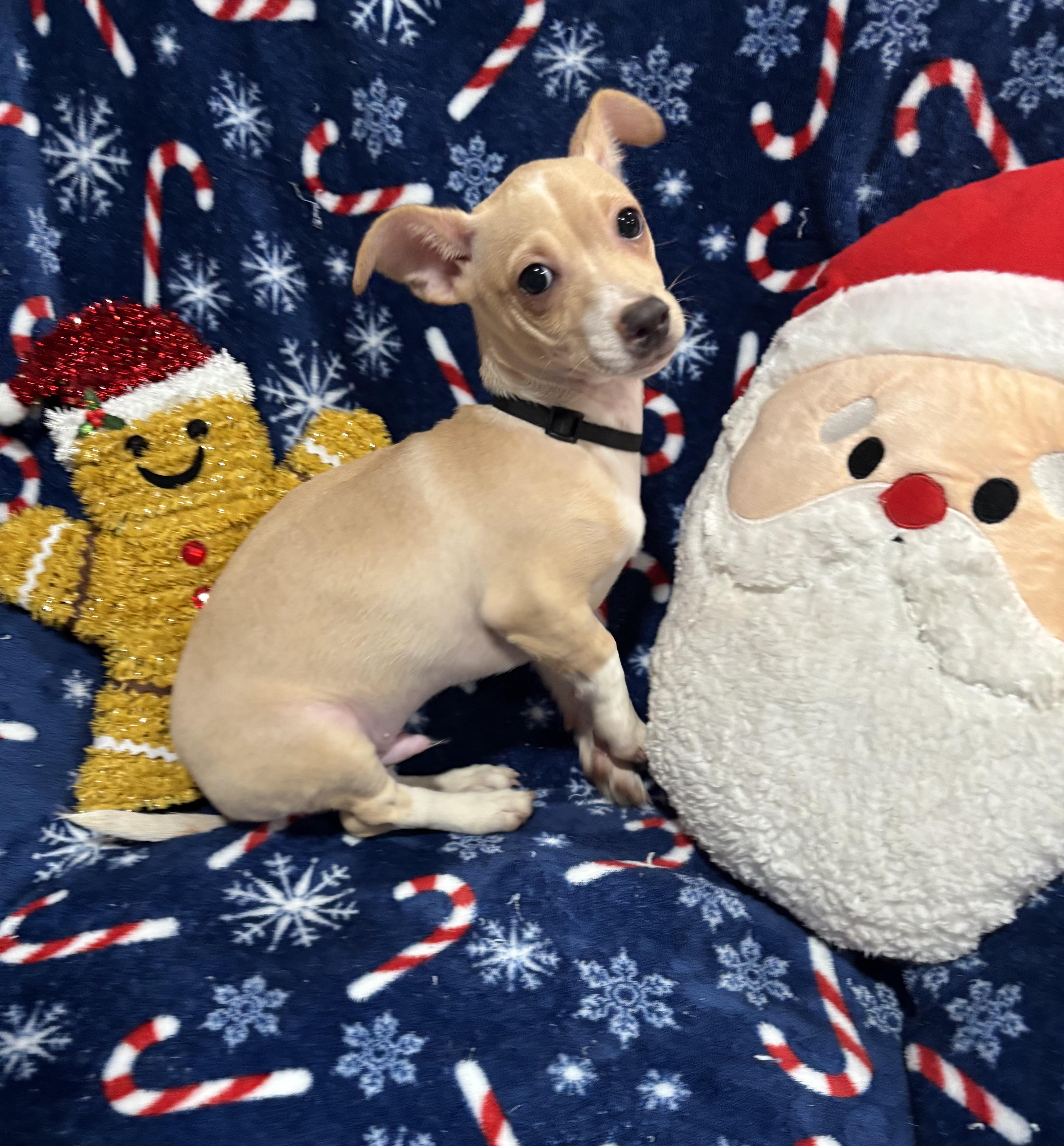 Buddy, a Adoptable mixed breed in Foster, OR image 2/5