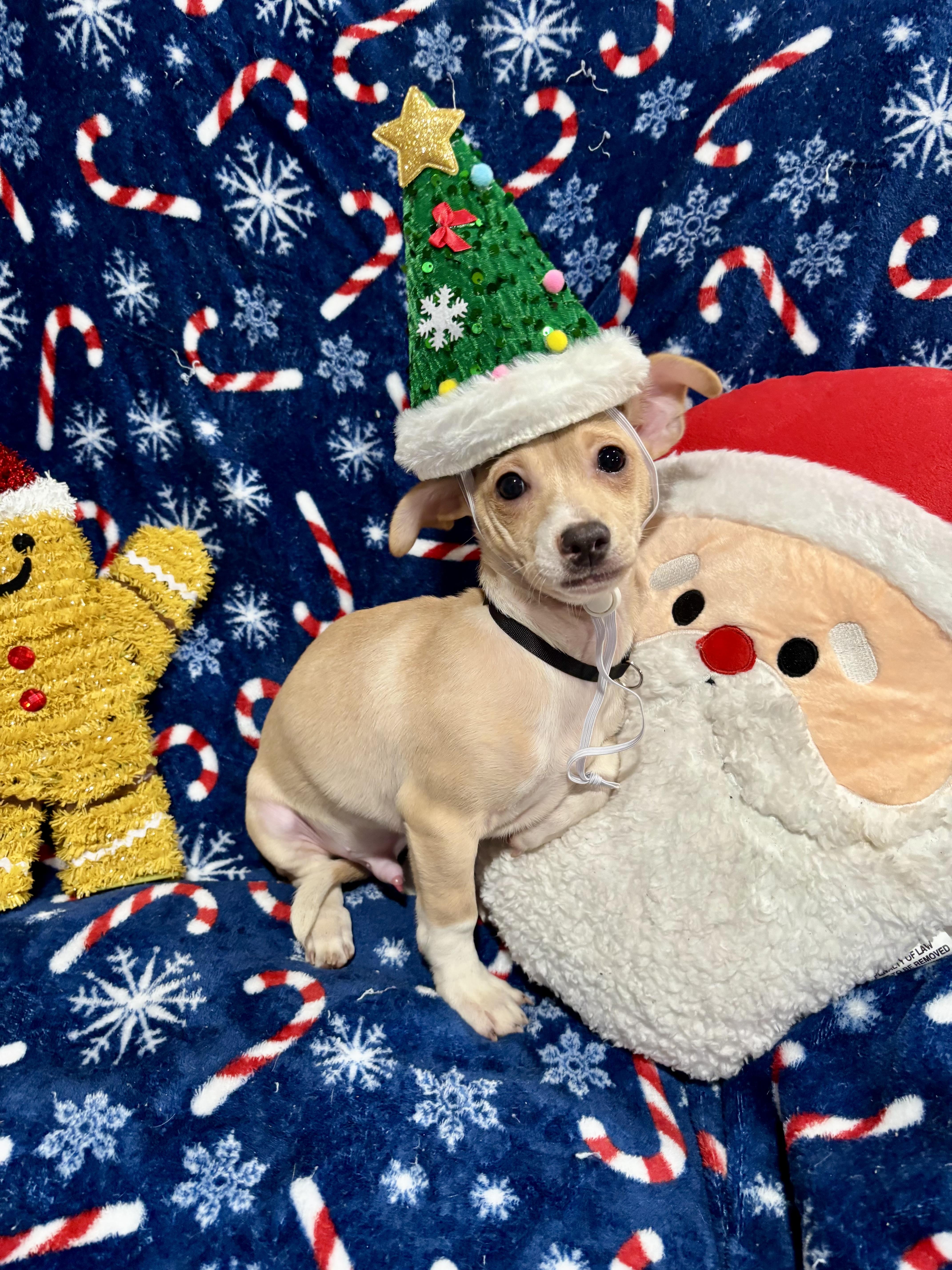 Buddy, a Adoptable mixed breed in Foster, OR image 3/5