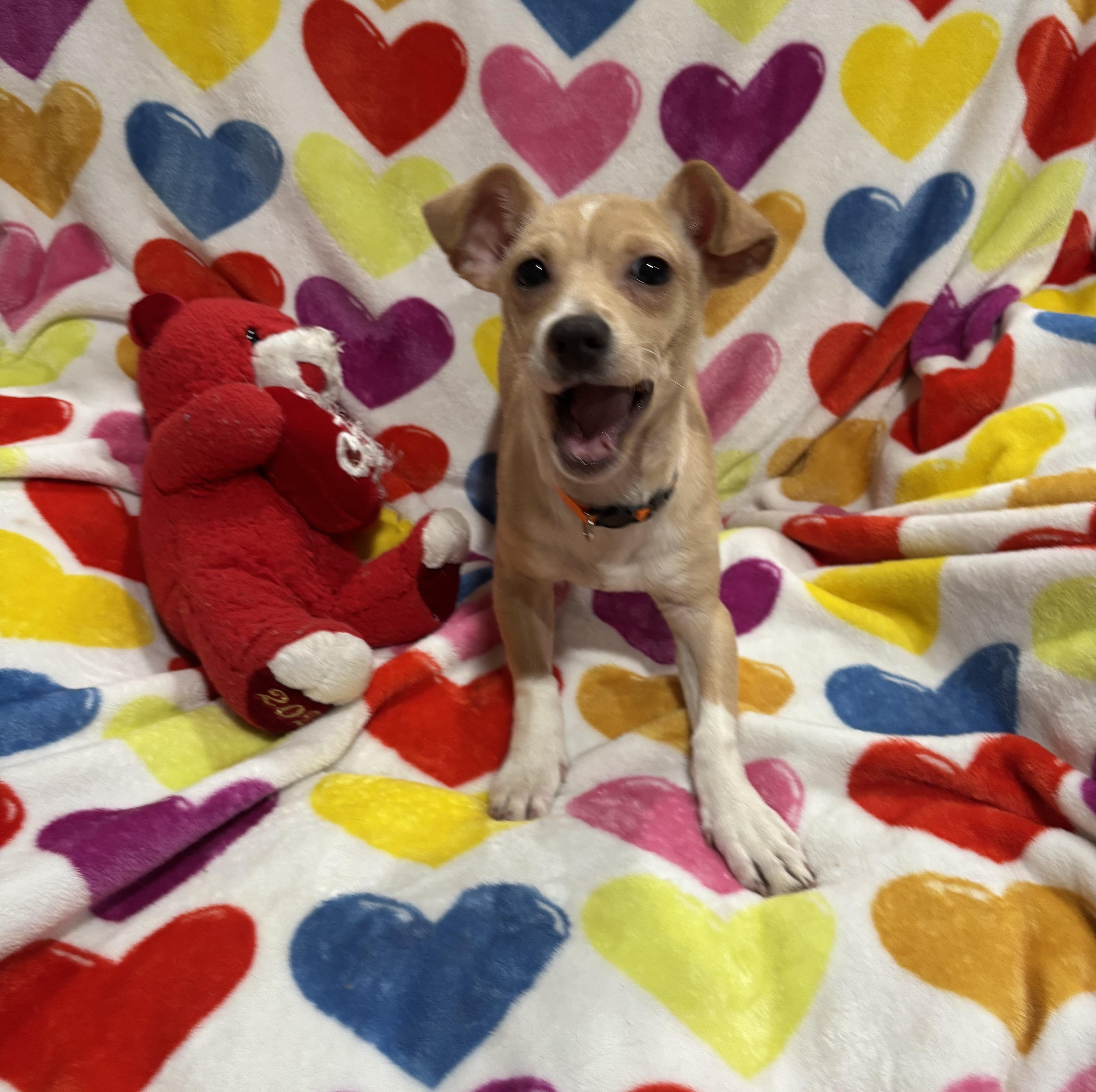 Enlarge Buddy, a Adoptable mixed breed in Foster, OR image 4/6