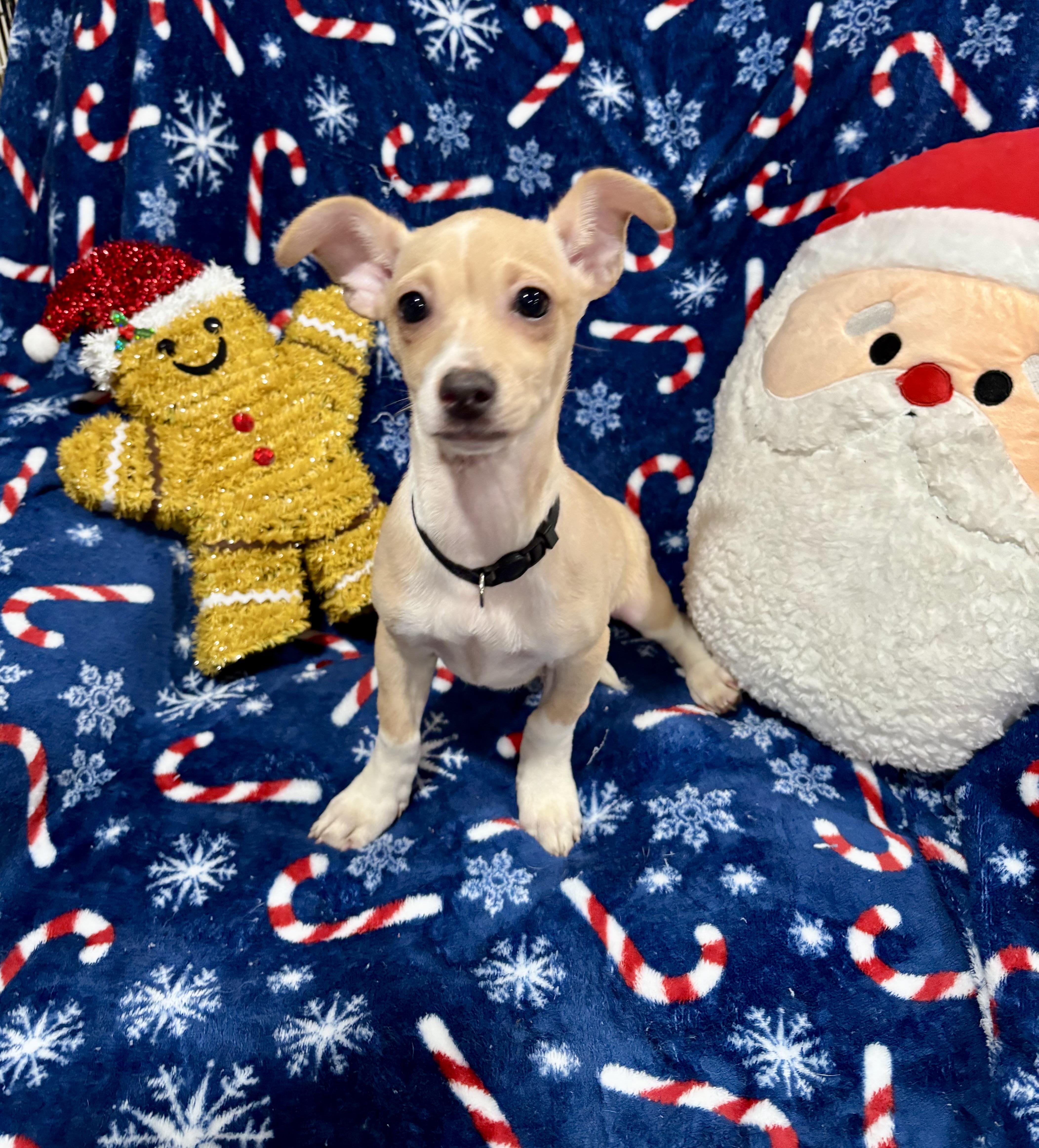 Buddy, a Adoptable mixed breed in Foster, OR image 4/5