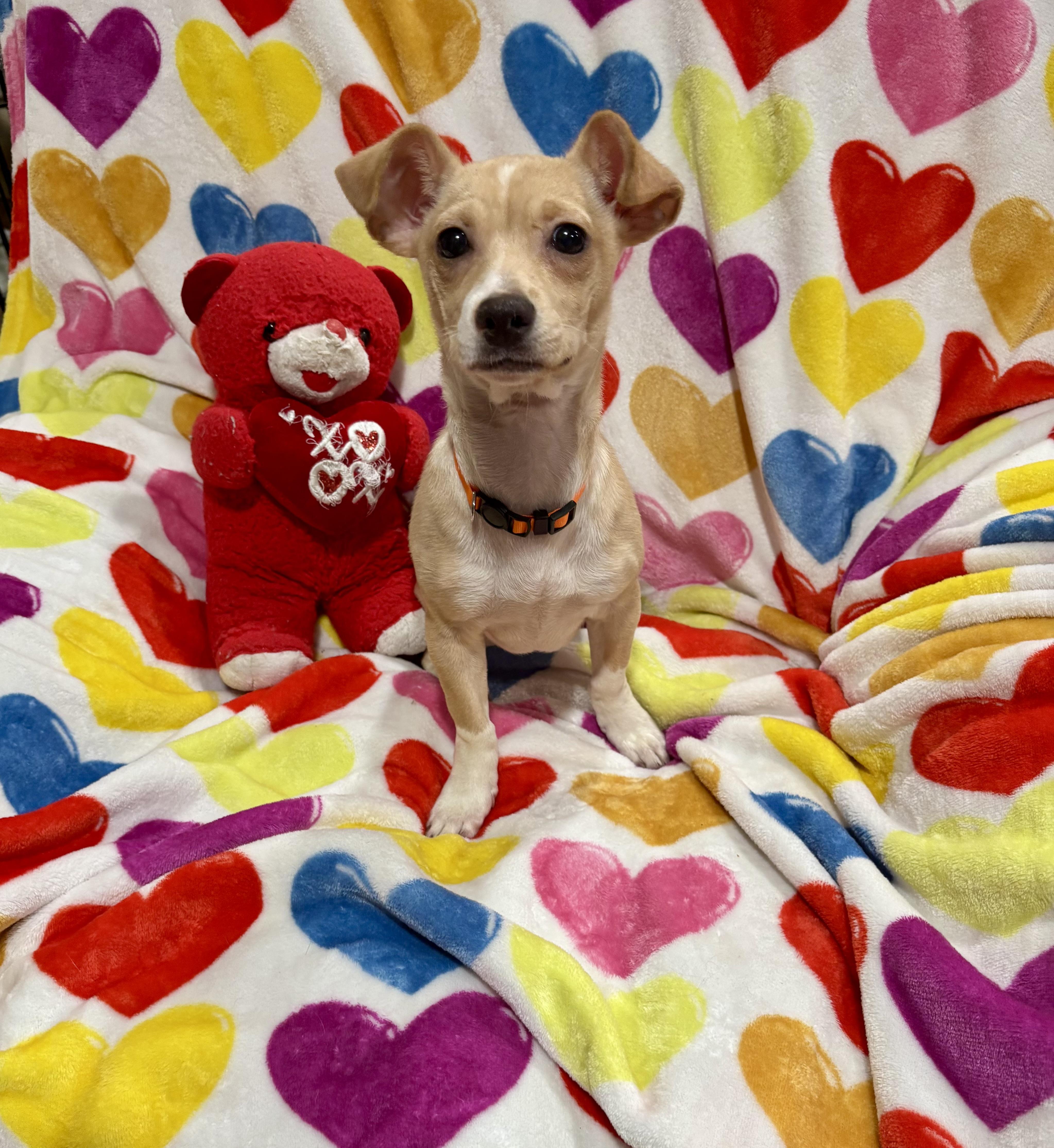 Enlarge Buddy, a Adoptable mixed breed in Foster, OR image 3/6