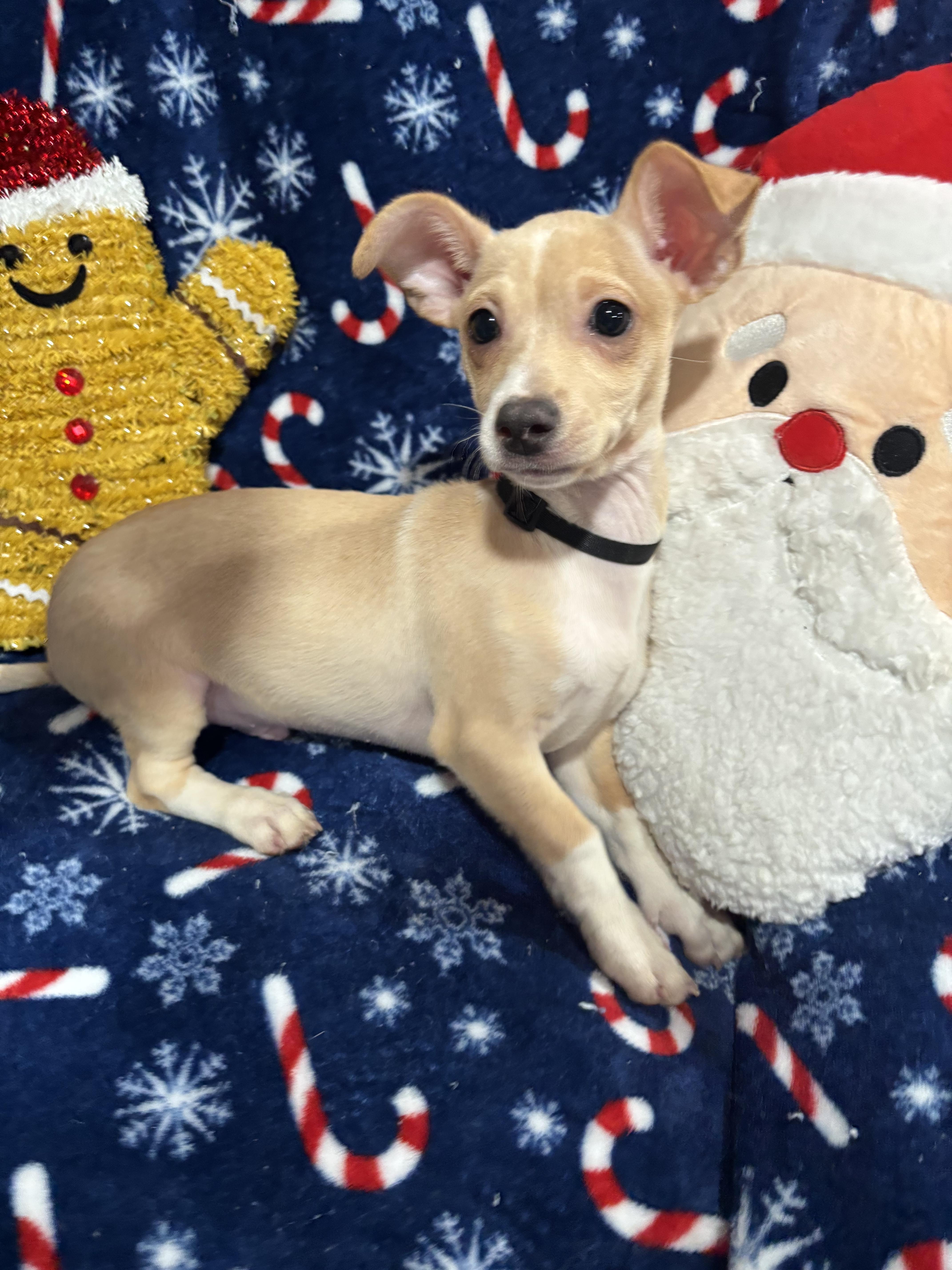 Buddy, a Adoptable mixed breed in Foster, OR image 5/5