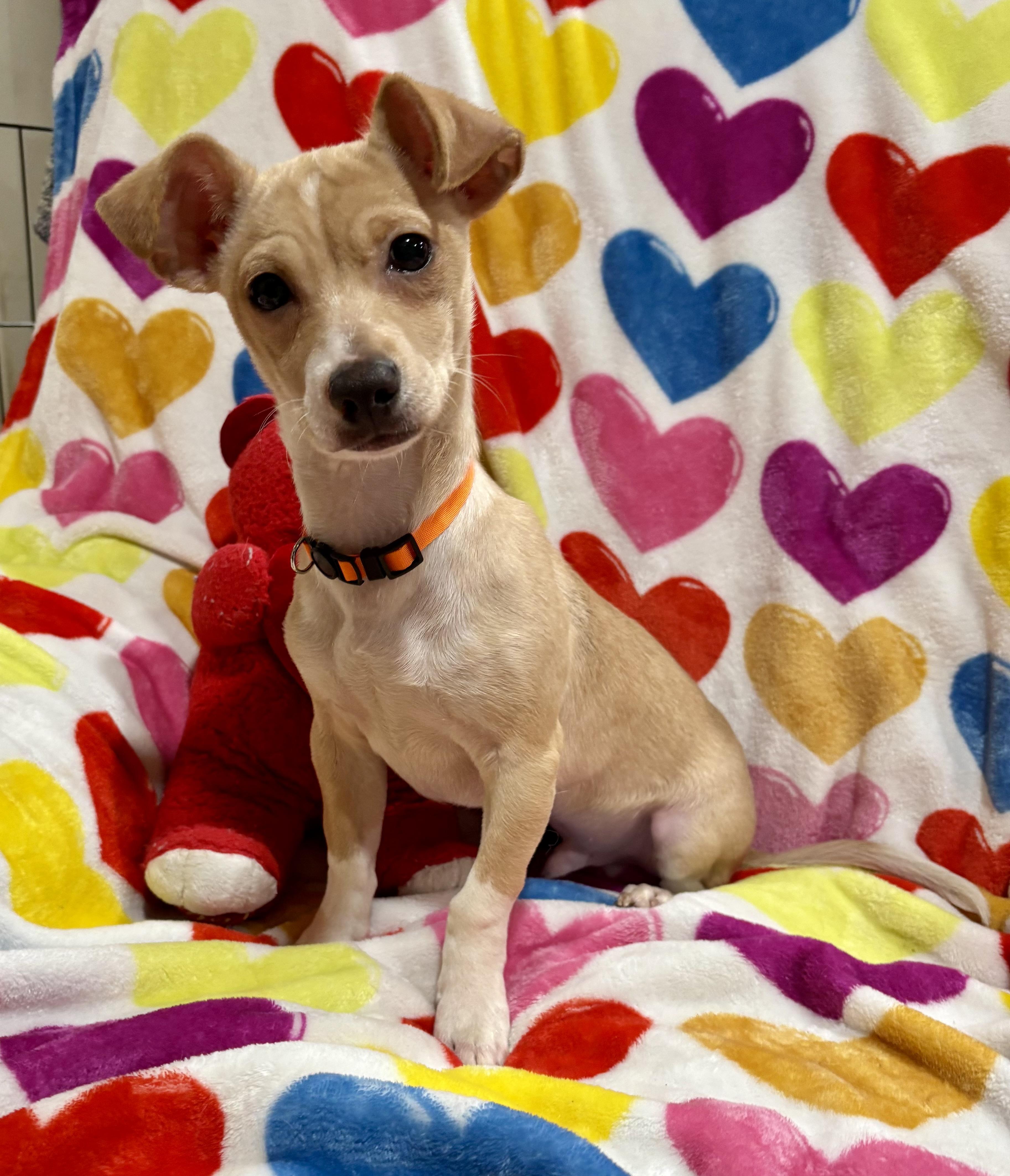 Enlarge Buddy, a Adoptable mixed breed in Foster, OR image 1/6