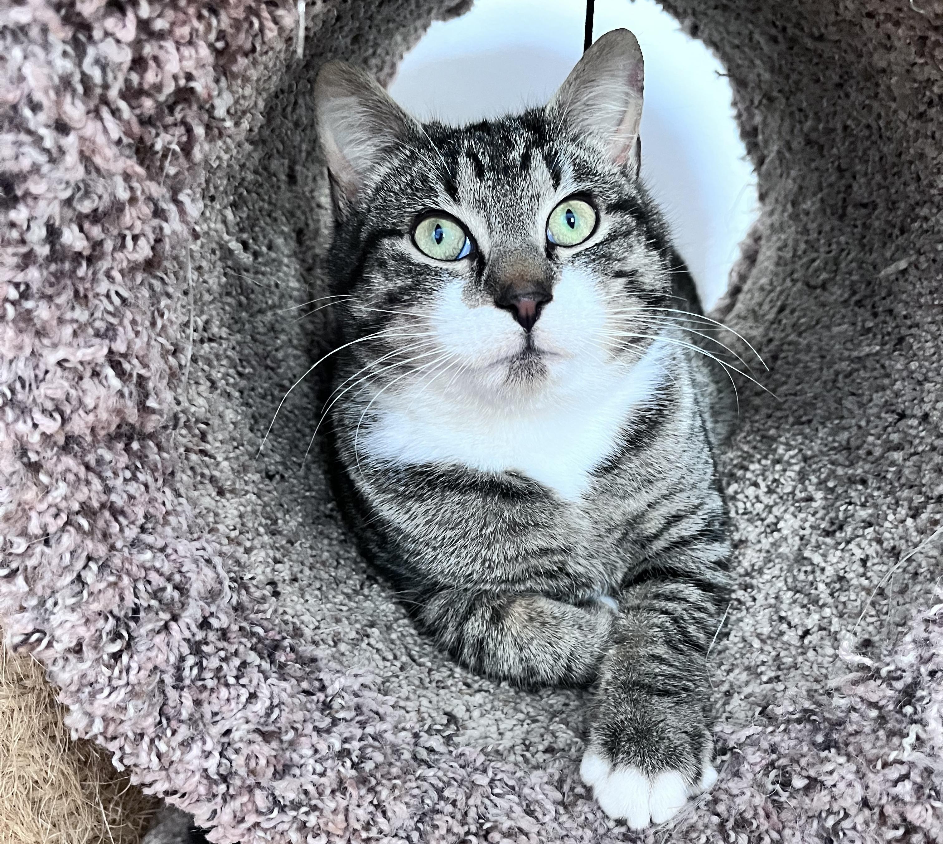 Enlarge Jordan, a ADOPTABLE mixed breed in Schenectady, NY image 3/4