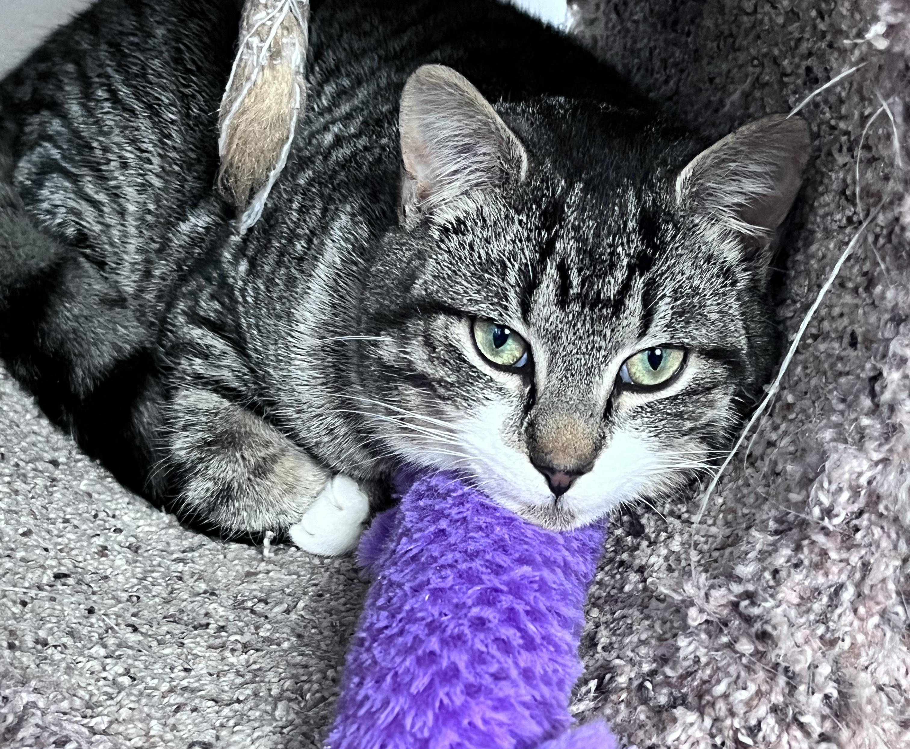 Enlarge Jordan, a ADOPTABLE mixed breed in Schenectady, NY image 2/4