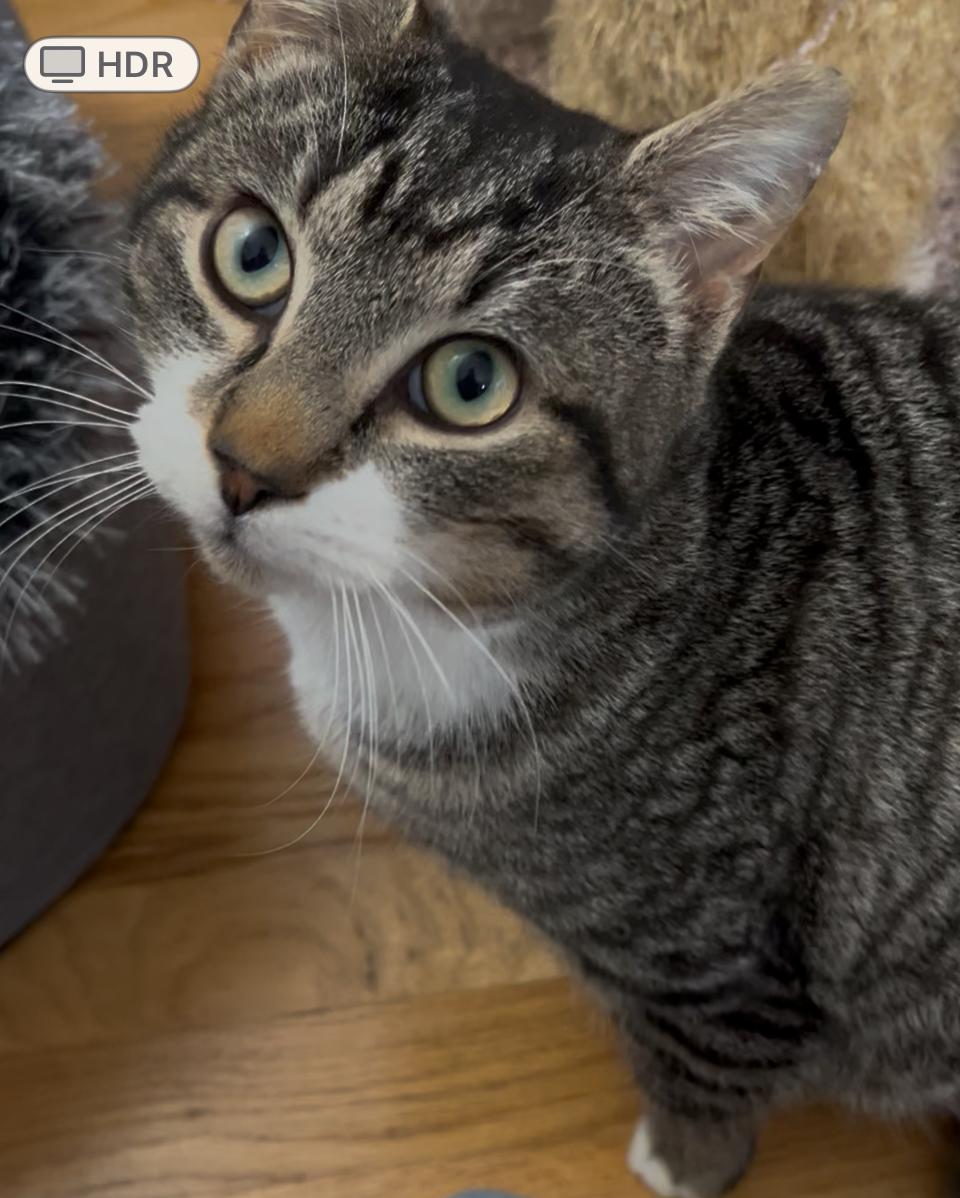 Jordan, ADOPTABLE, Kitten Male Domestic Short Hair.