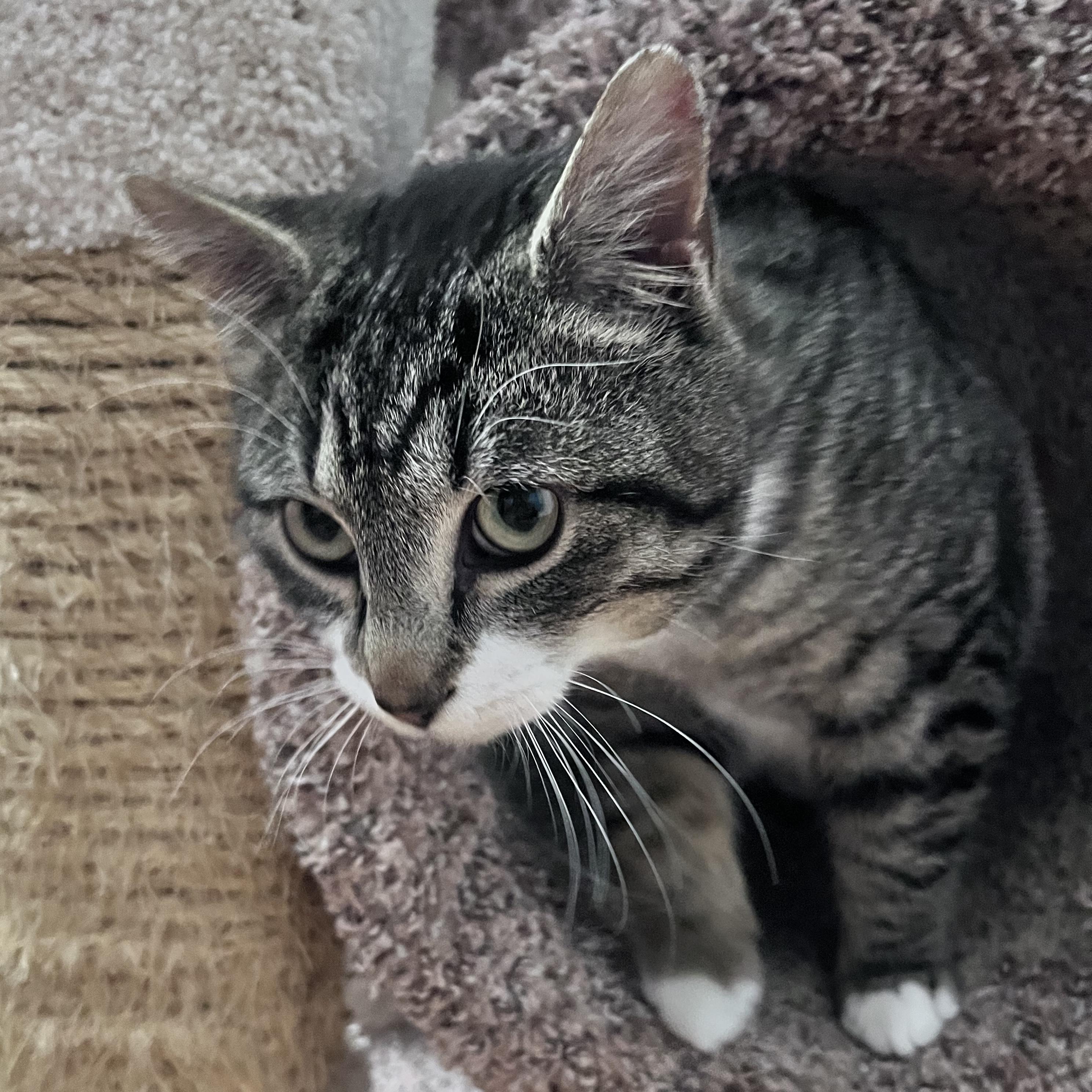 Enlarge Jordan, a ADOPTABLE mixed breed in Schenectady, NY image 4/4