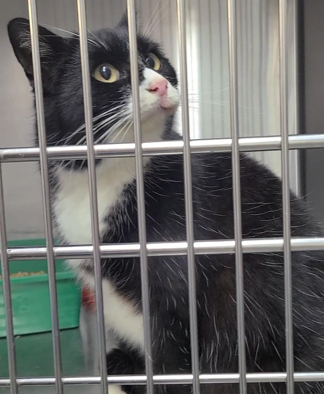 Shade, Adoptable, Adult Female Domestic Medium Hair.