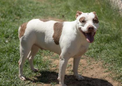Peggy, Adoptable, Adult Female Pit Bull Terrier & Mixed Breed.