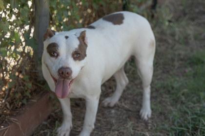 Peggy, a Adoptable mixed breed in Balch Springs, TX image 2/3