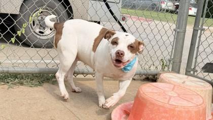 Enlarge Peggy, a Adoptable mixed breed in Balch Springs, TX image 1/3