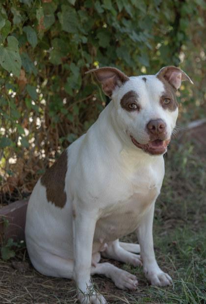 Peggy, a Adoptable mixed breed in Balch Springs, TX image 3/3