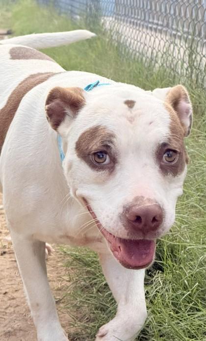 Enlarge Peggy, a Adoptable mixed breed in Balch Springs, TX image 3/3