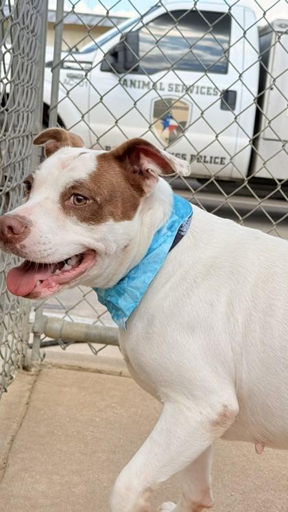 Peggy, a Adoptable mixed breed in Balch Springs, TX image 3/3