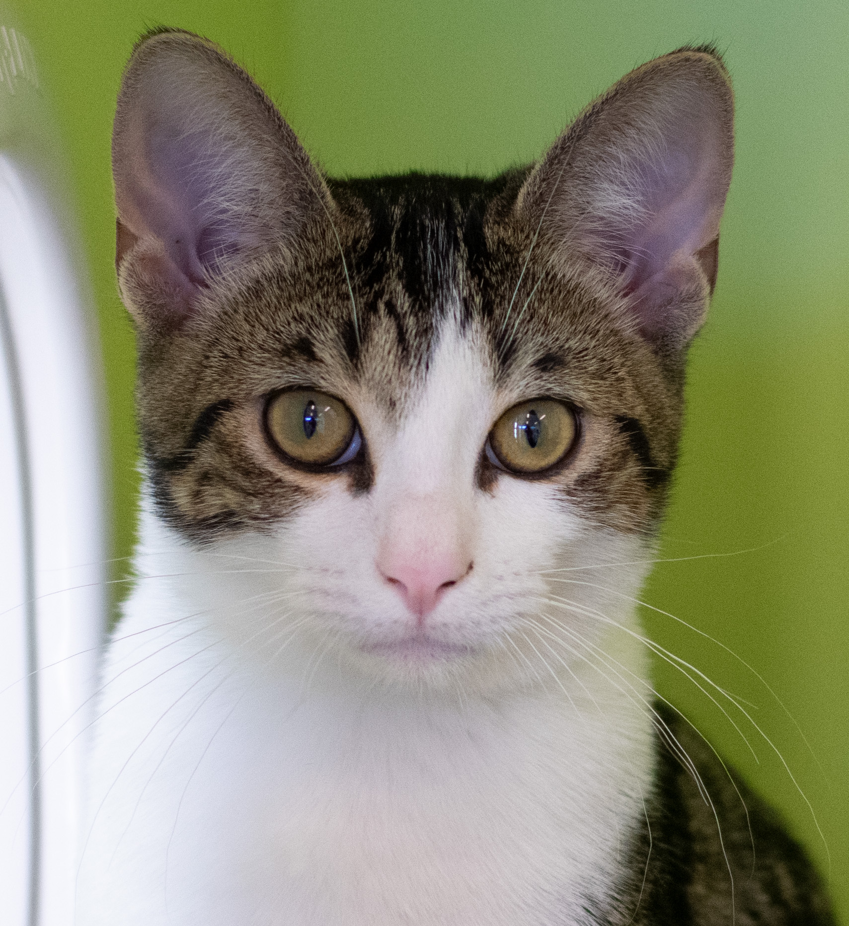Hashbrown, an adopted Domestic Short Hair in Pontiac, MI_image-1