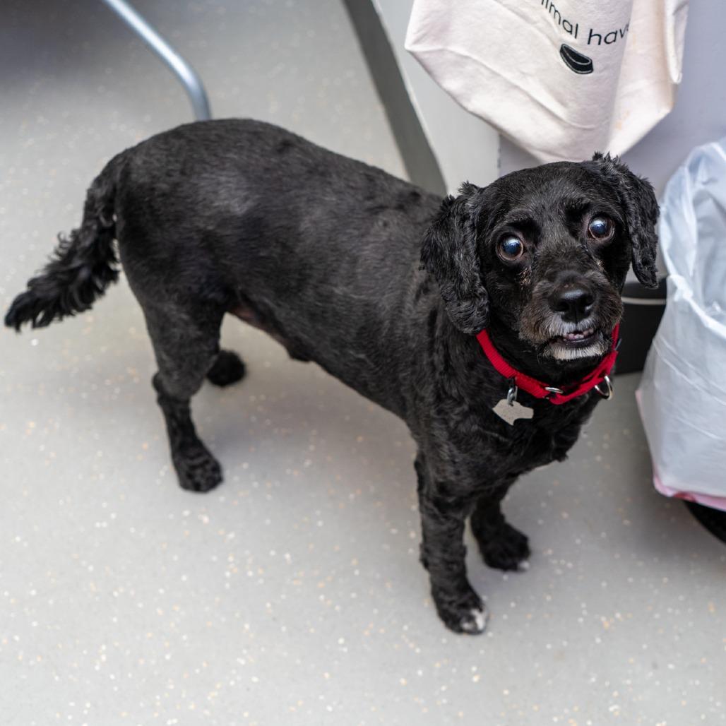 Ryan, Adoptable, Senior Male Cockapoo.